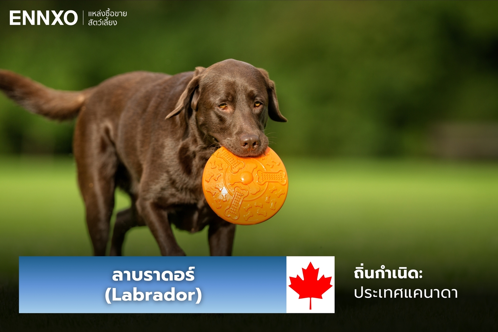 หมาลาบราดอร์