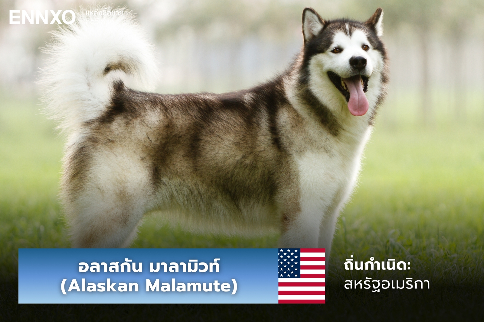 หมาอลาสกัน มาลามิวท์