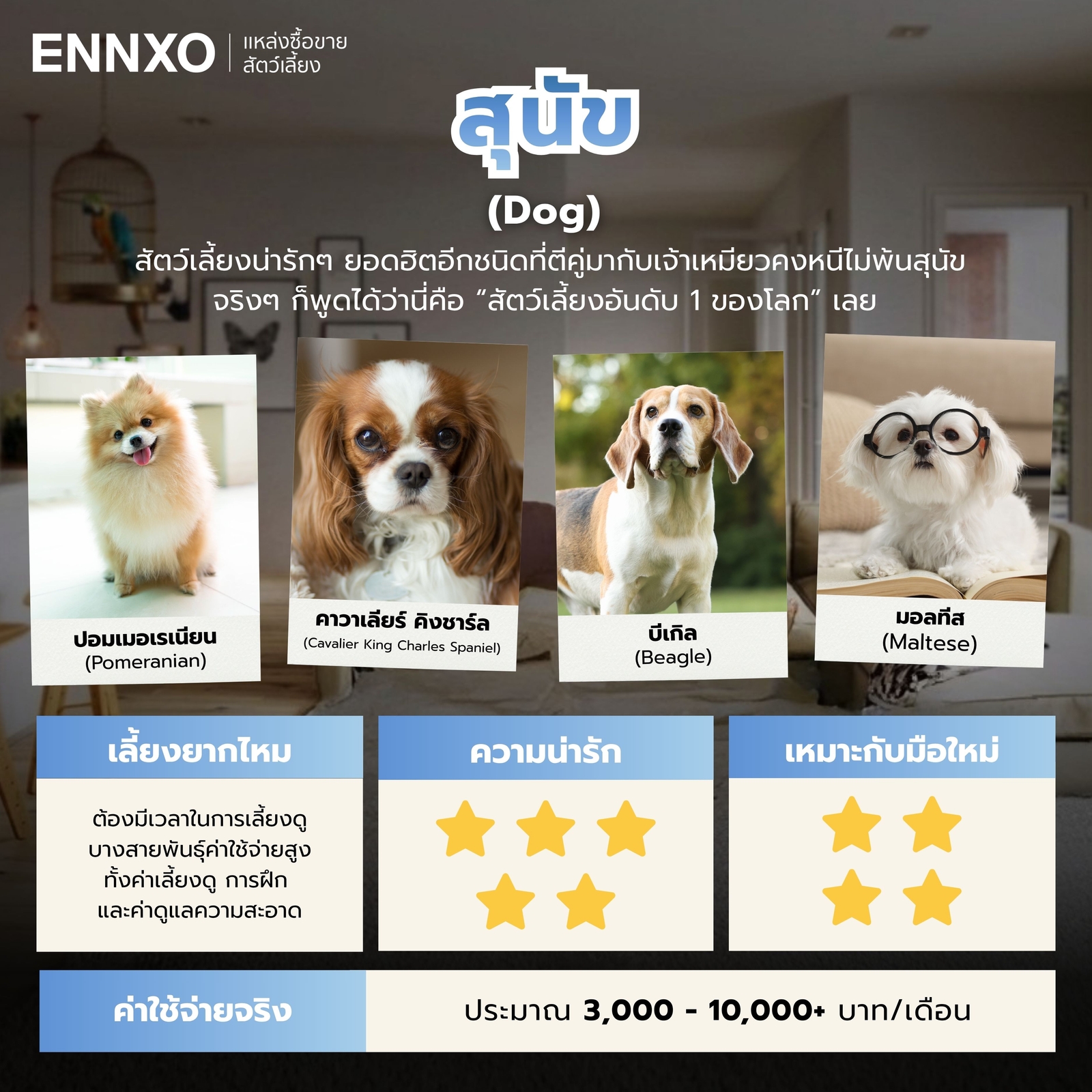 สุนัขพันธุ์อะไรน่ารัก