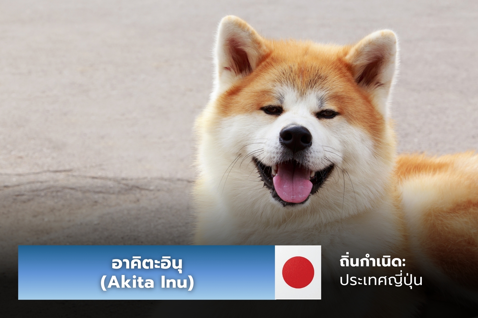 หมาอาคิตะอินุ