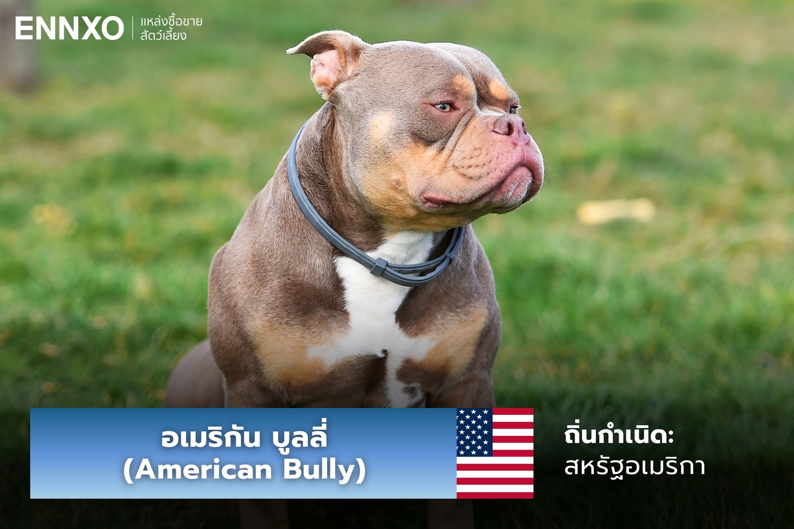 หมาอเมริกัน บูลลี่