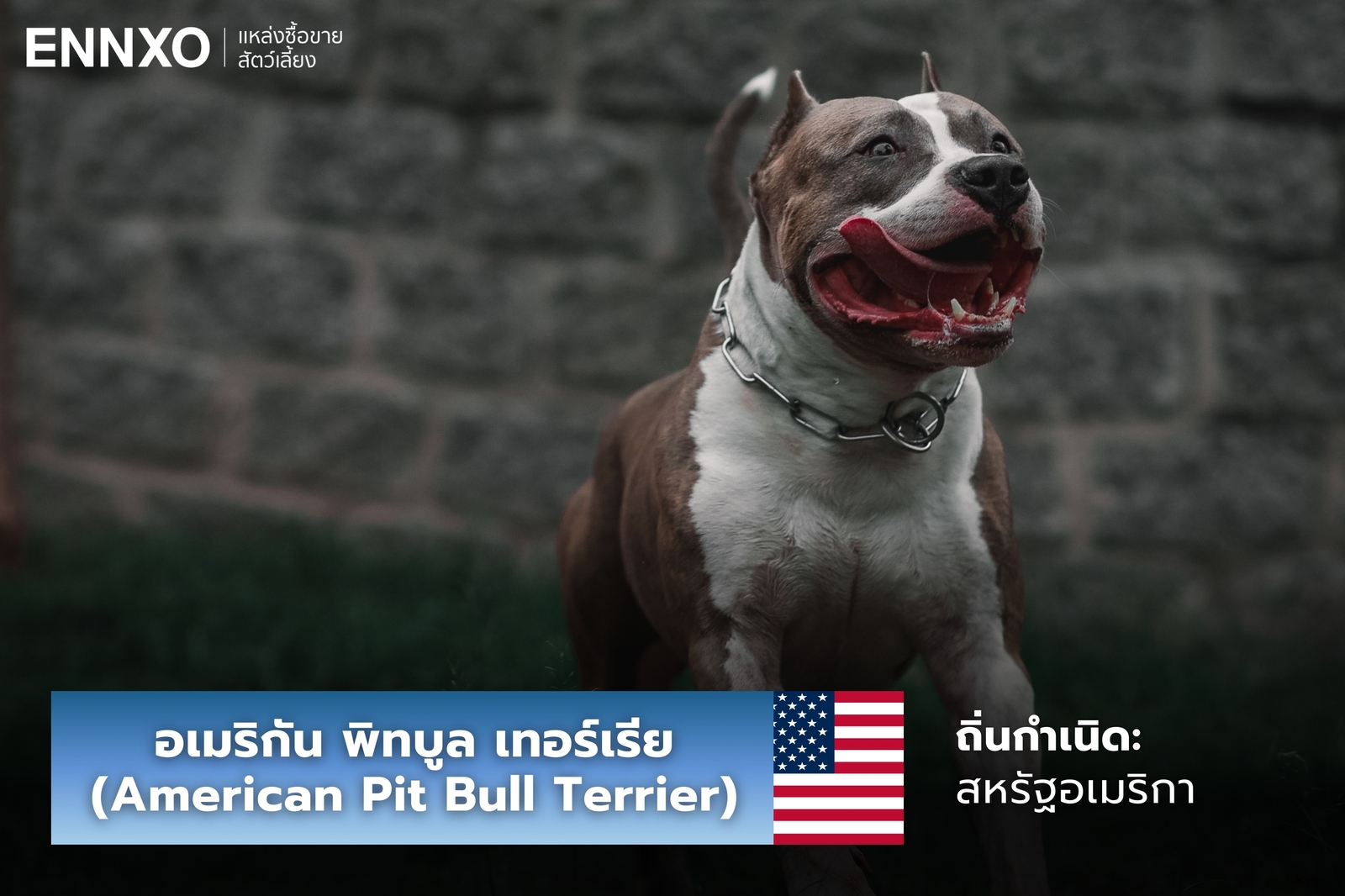 หมาอเมริกัน พิทบูล เทอร์เรีย