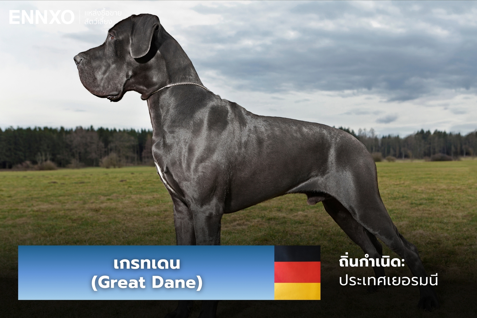 หมาเกรทเดน