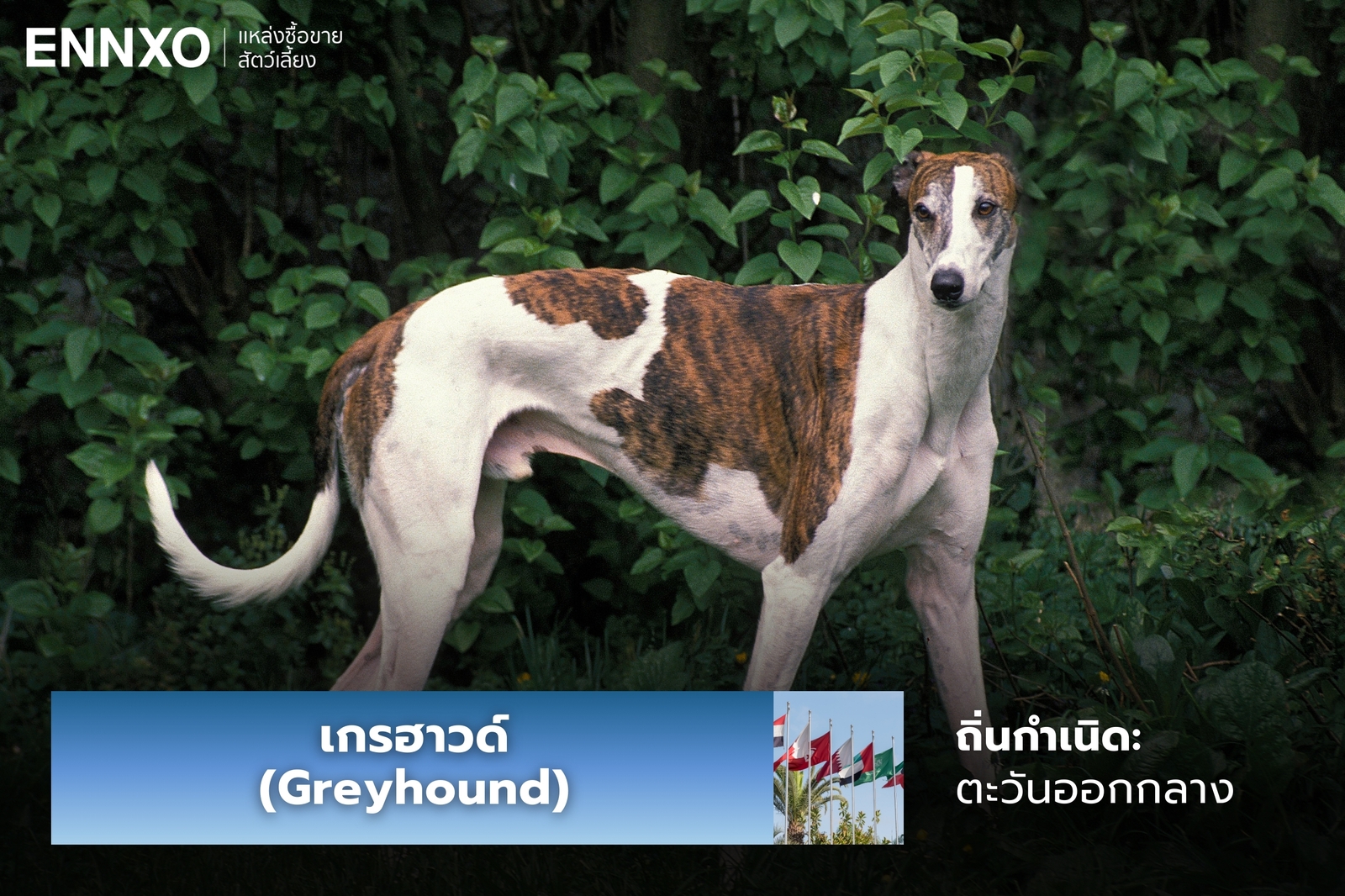 หมาเกรฮาวด์