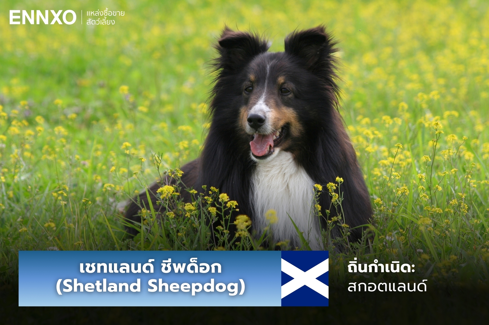 หมาเชทแลนด์ ชีพด็อก