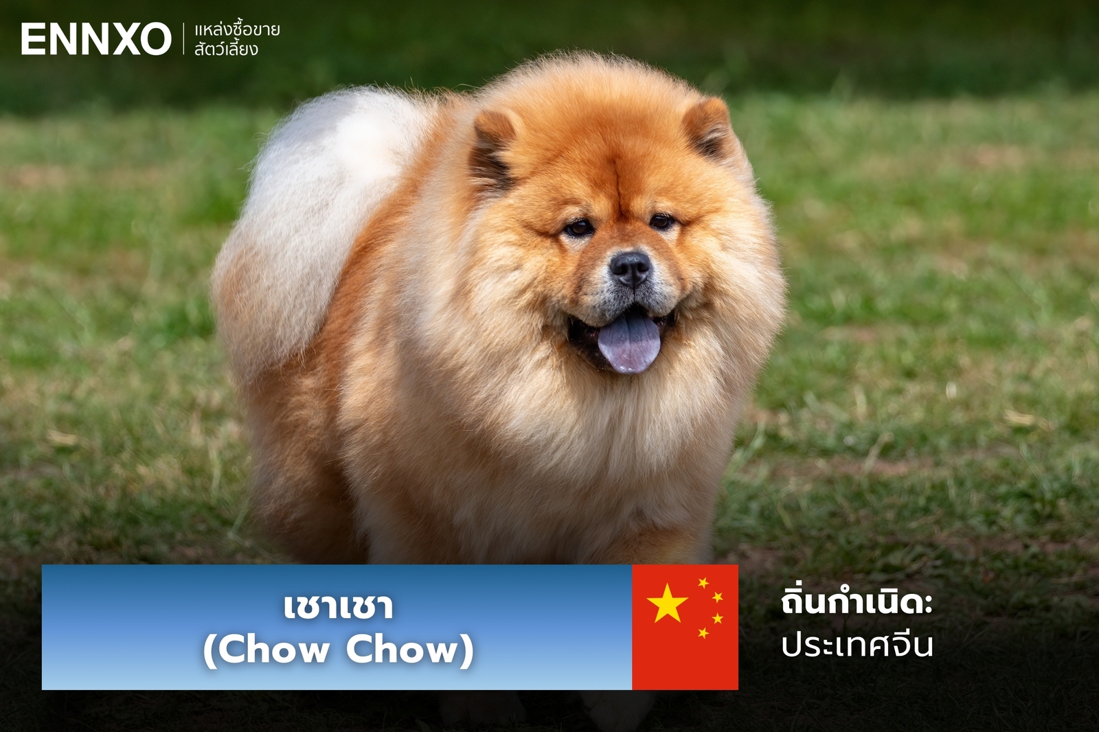 หมาเชาเชา