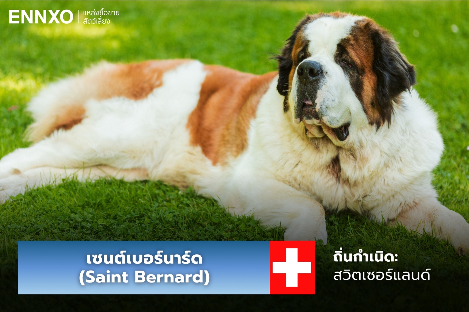 หมาเซนต์เบอร์นาร์ด