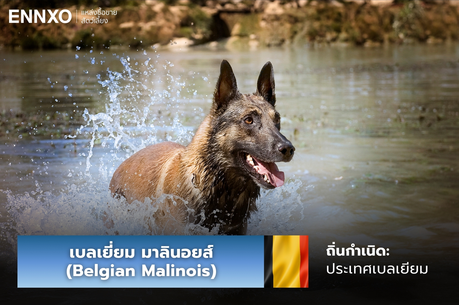 หมาเบลเยี่ยม มาลินอยส์