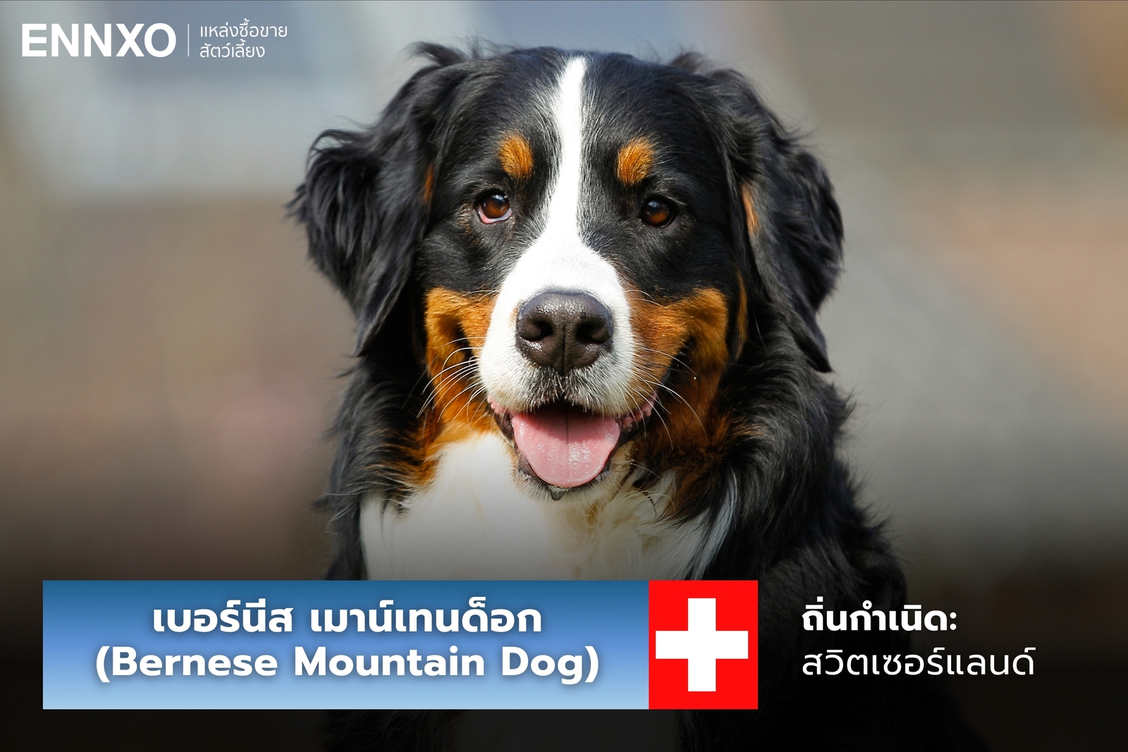 หมาเบอร์นีส เมาน์เทนด็อก