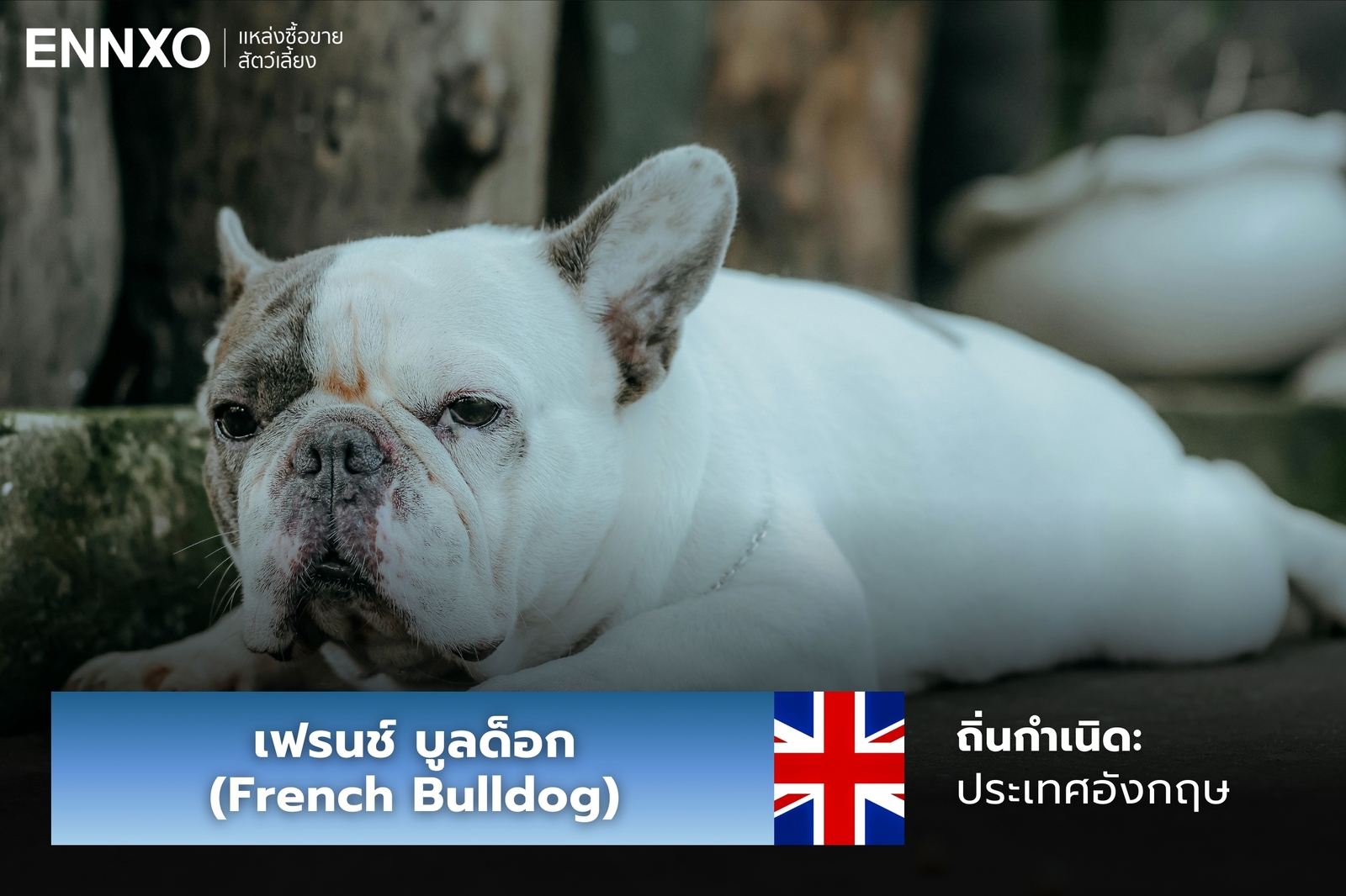 หมาเฟรนช์ บูลด็อก
