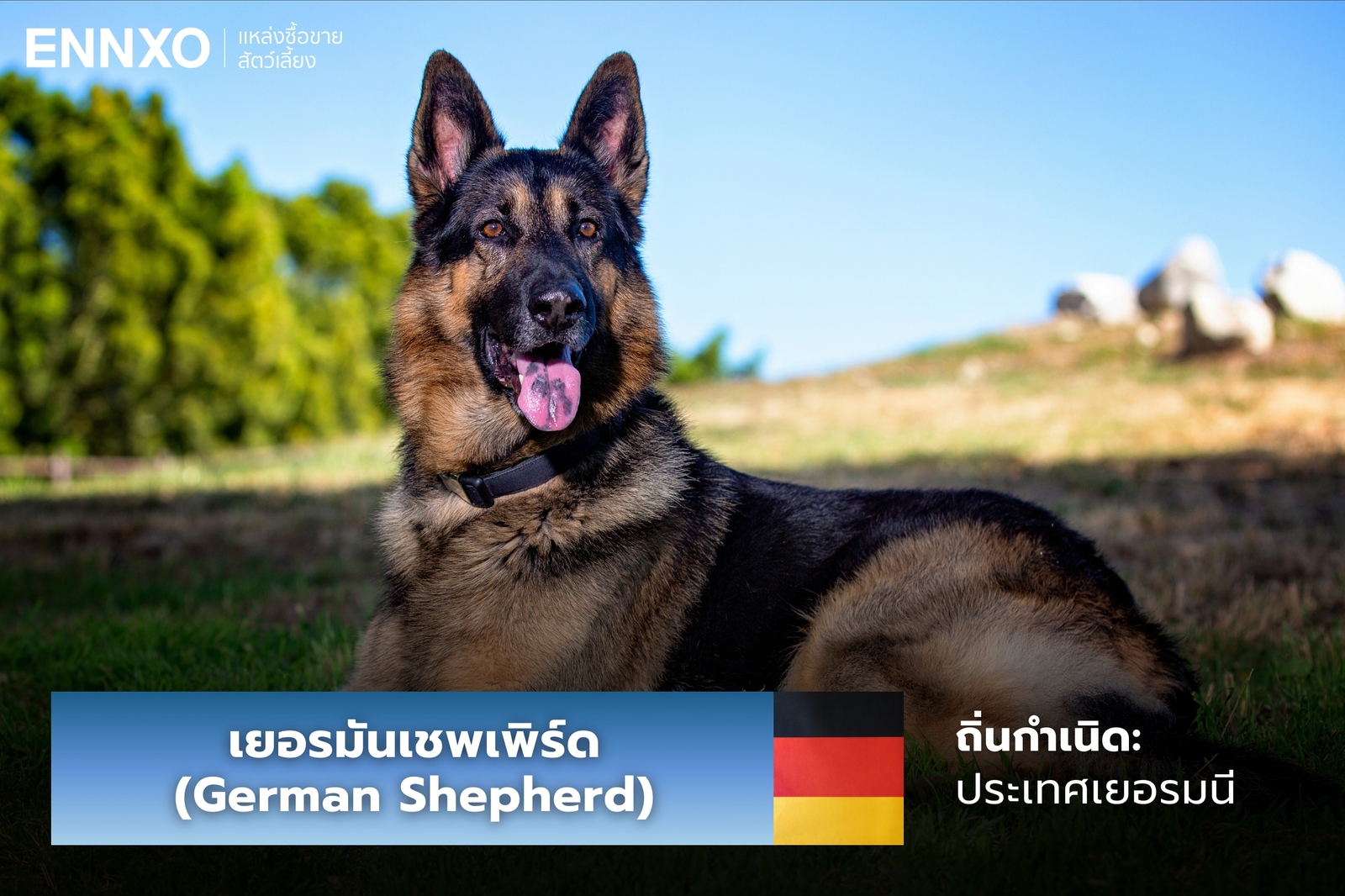 หมาเยอรมันเชพเพิร์ด