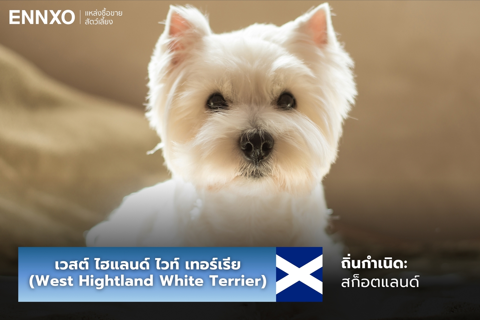 หมาเวสต์ ไฮแลนด์ ไวท์ เทอร์เรีย