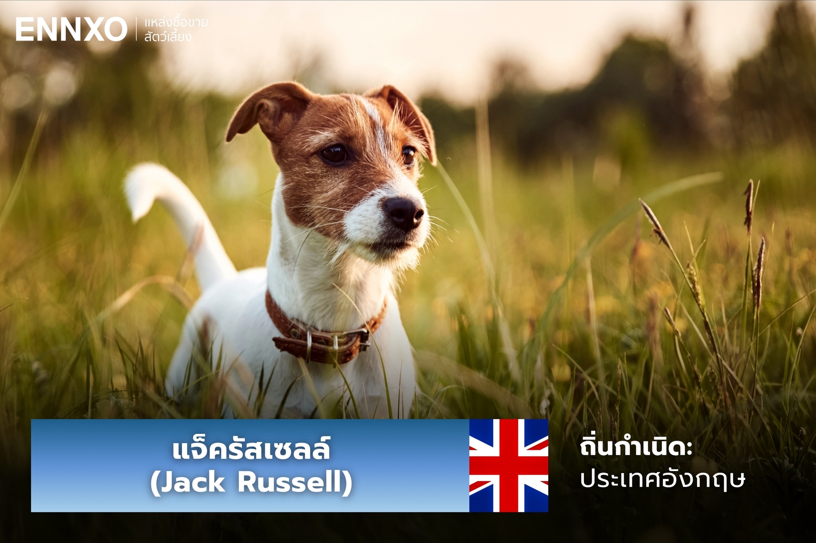 หมาแจ็ครัสเซลล์