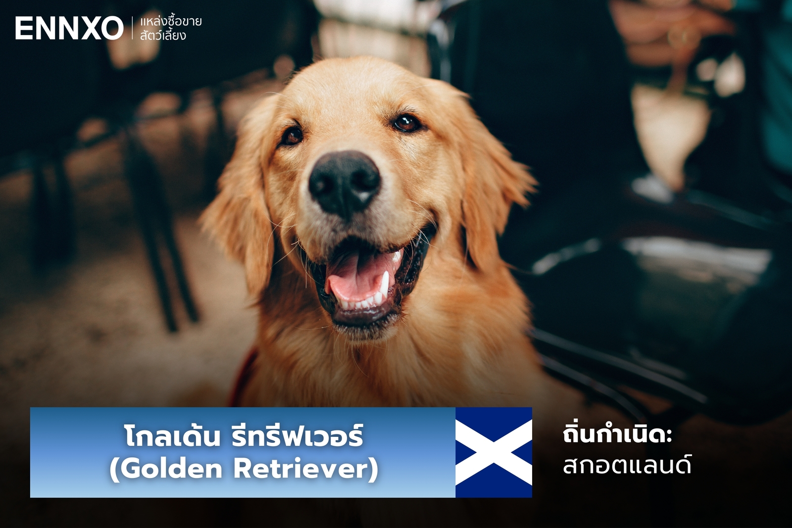 หมาโกลเด้น