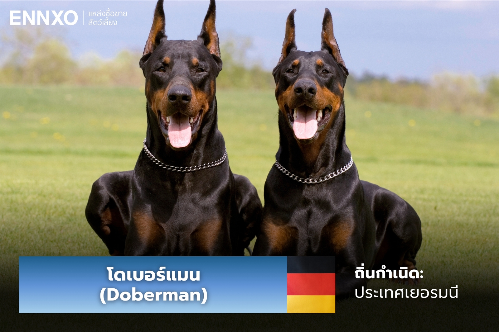 หมาโดเบอร์แมน