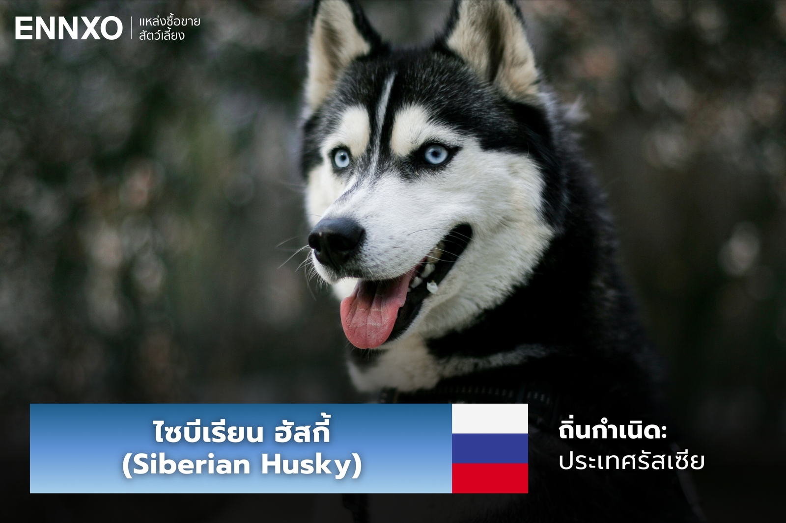 หมาไซบีเรียน ฮัสกี้