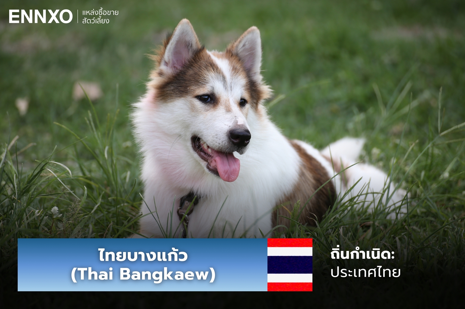 หมาไทยบางแก้ว