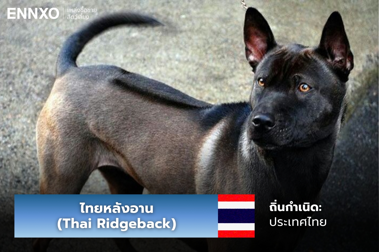 หมาไทยหลังอาน