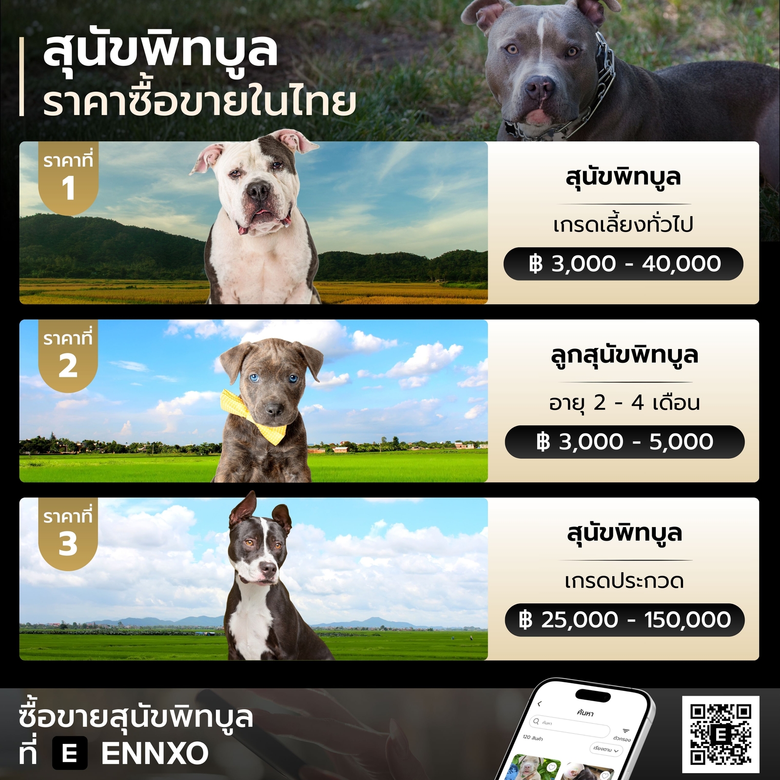 สุนัขพิทบูล ราคาเท่าไหร่