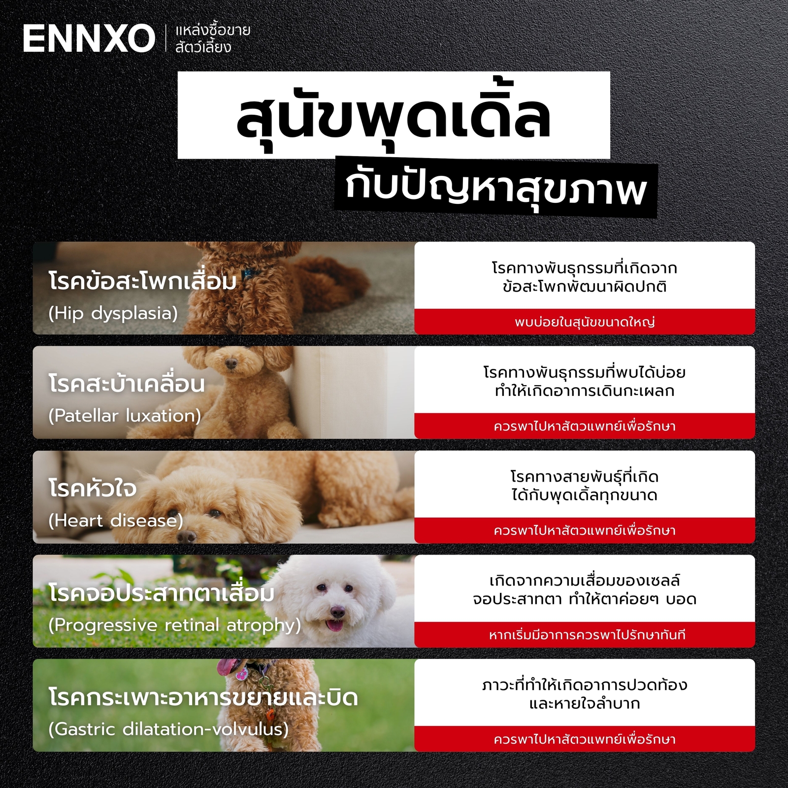 สุนัขพุดเดิ้ล-กับปัญหาสุขภาพ