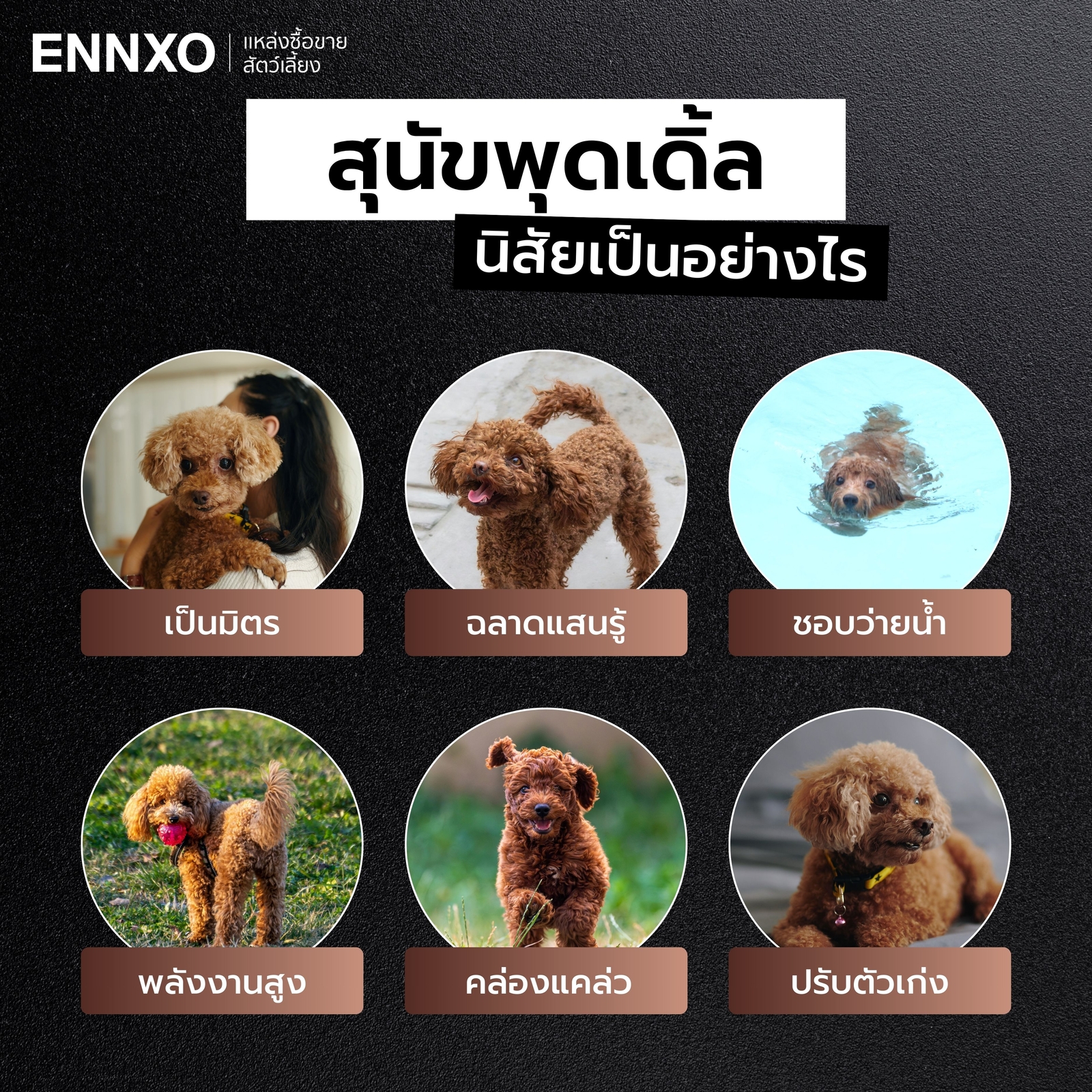 สุนัขพุดเดิ้ล-นิสัยเป็นอย่างไร