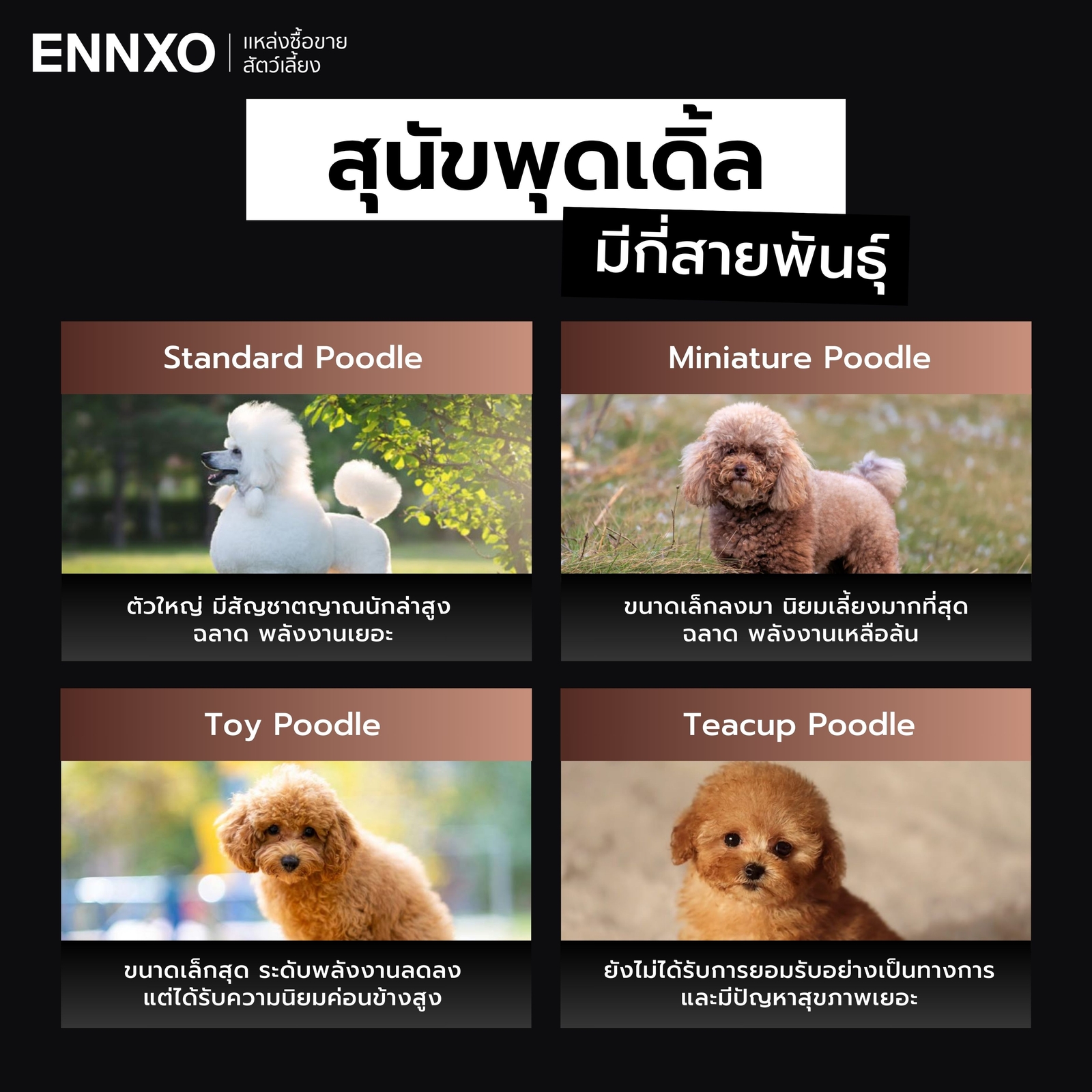 สุนัขพุดเดิ้ล-มีกี่สายพันธุ์