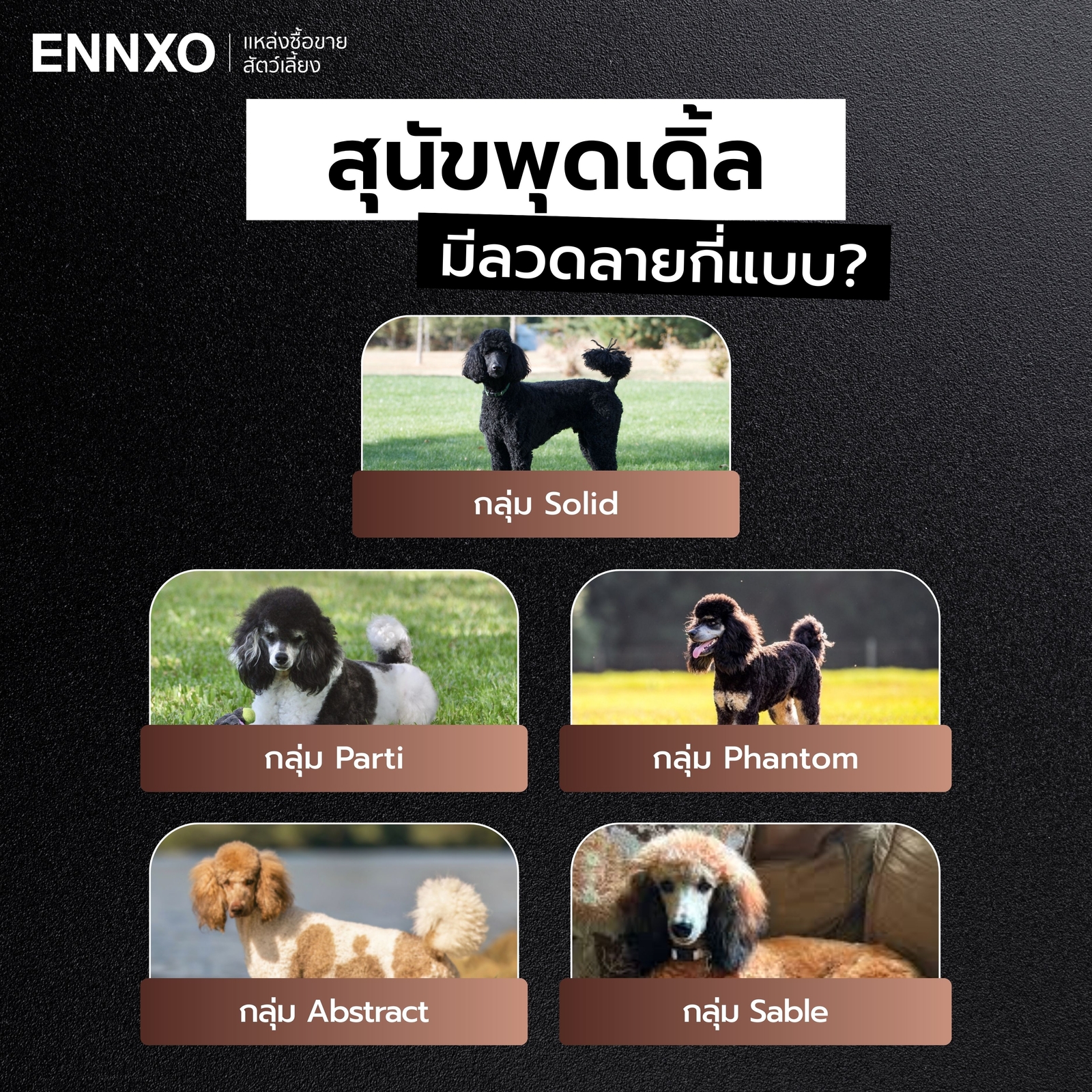 สุนัขพุดเดิ้ล-มีลวดลายกี่แบบ