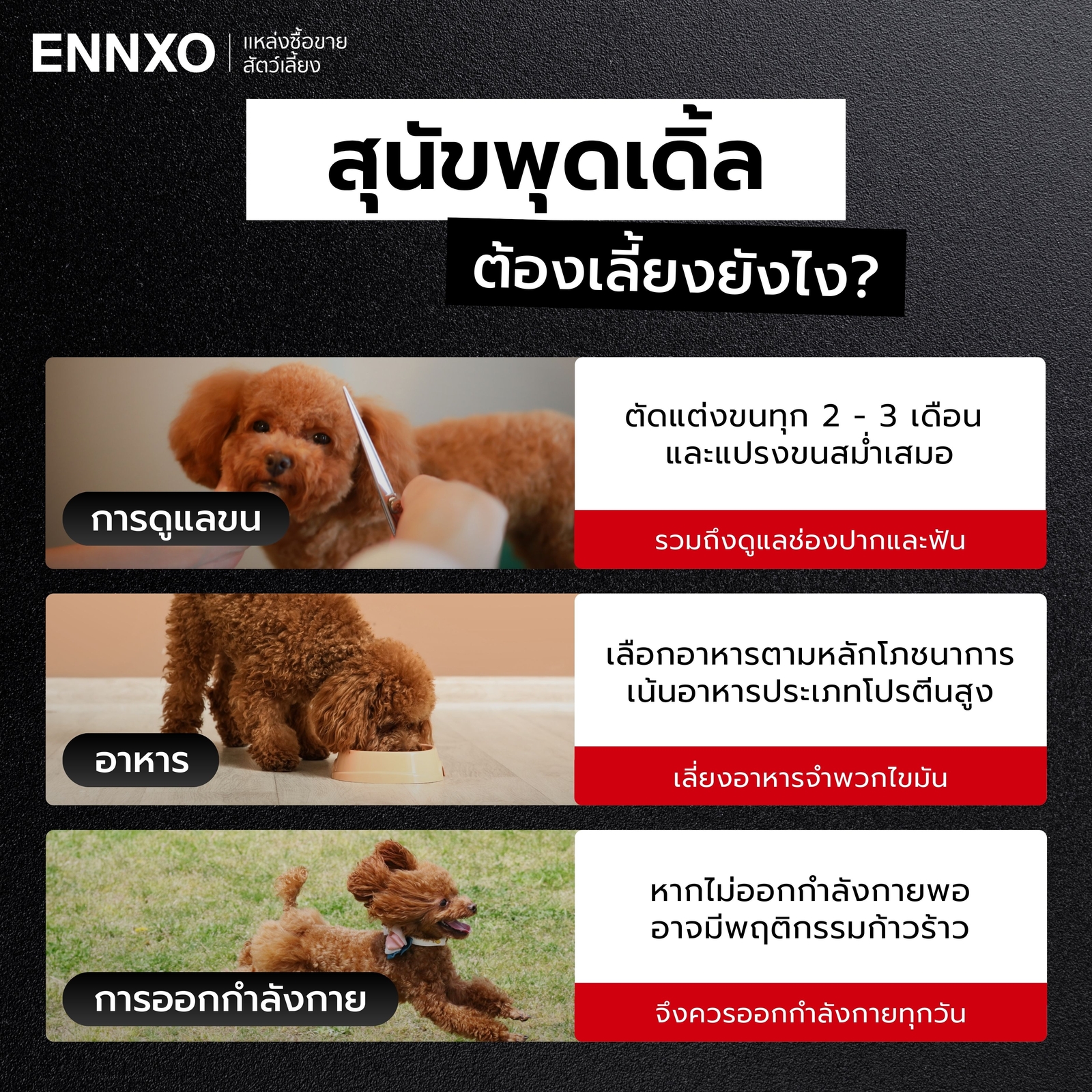 สุนัขพุดเดิ้ล-เลี้ยงยากไหม