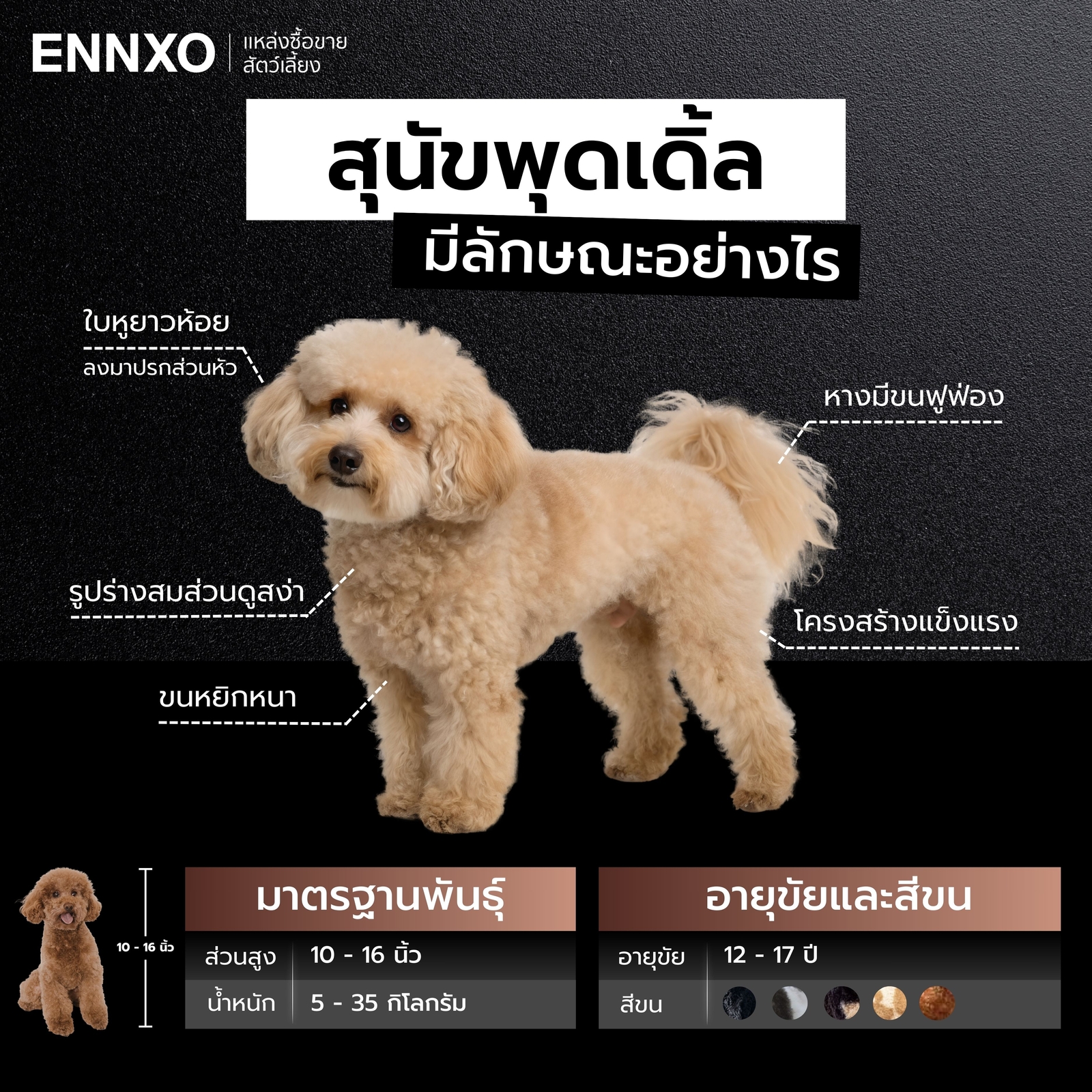 สุนัขพุดเดิ้ล-แท้-มีลักษณะอย่างไร