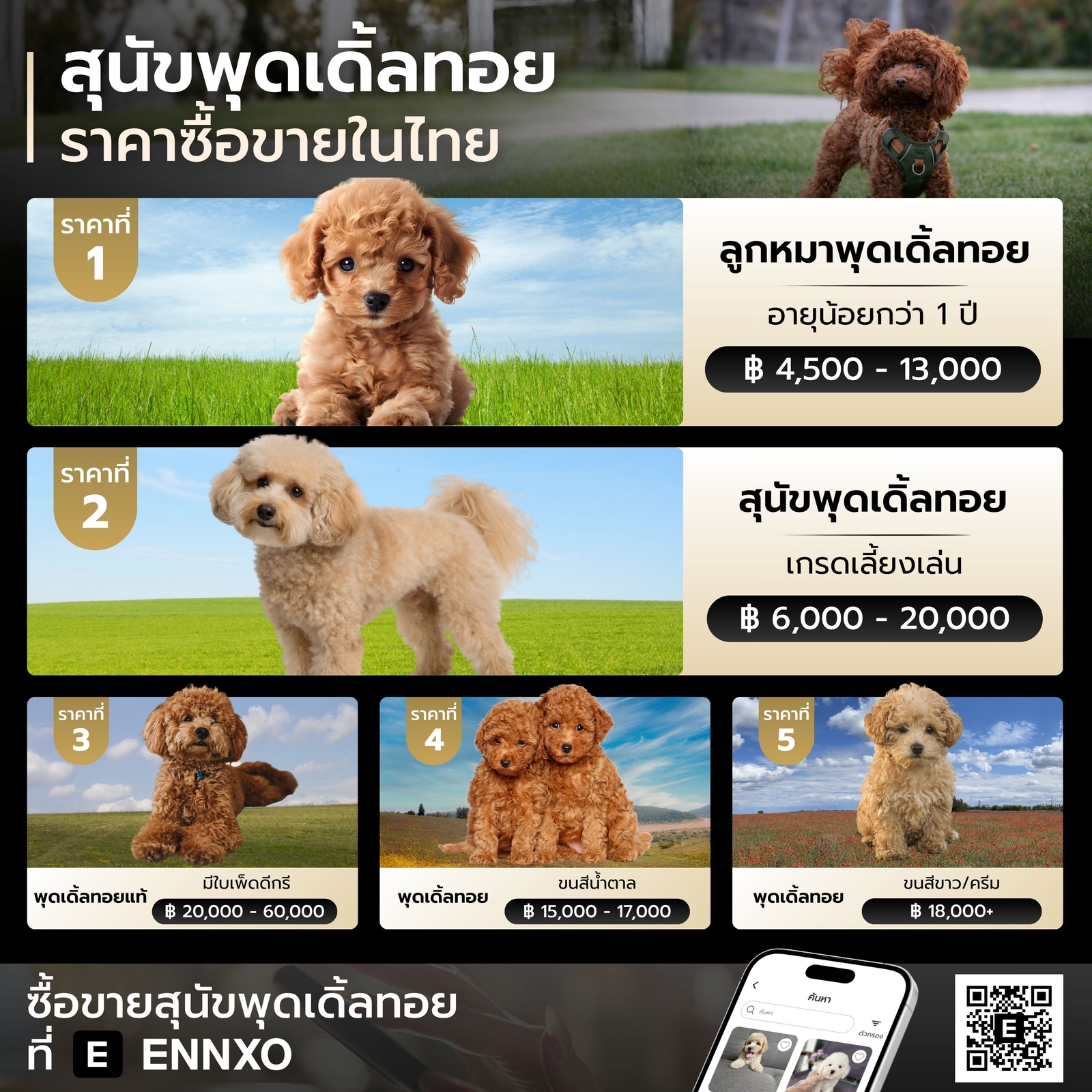 สุนัขพุดเดิ้ลทอย ราคาเท่าไหร่