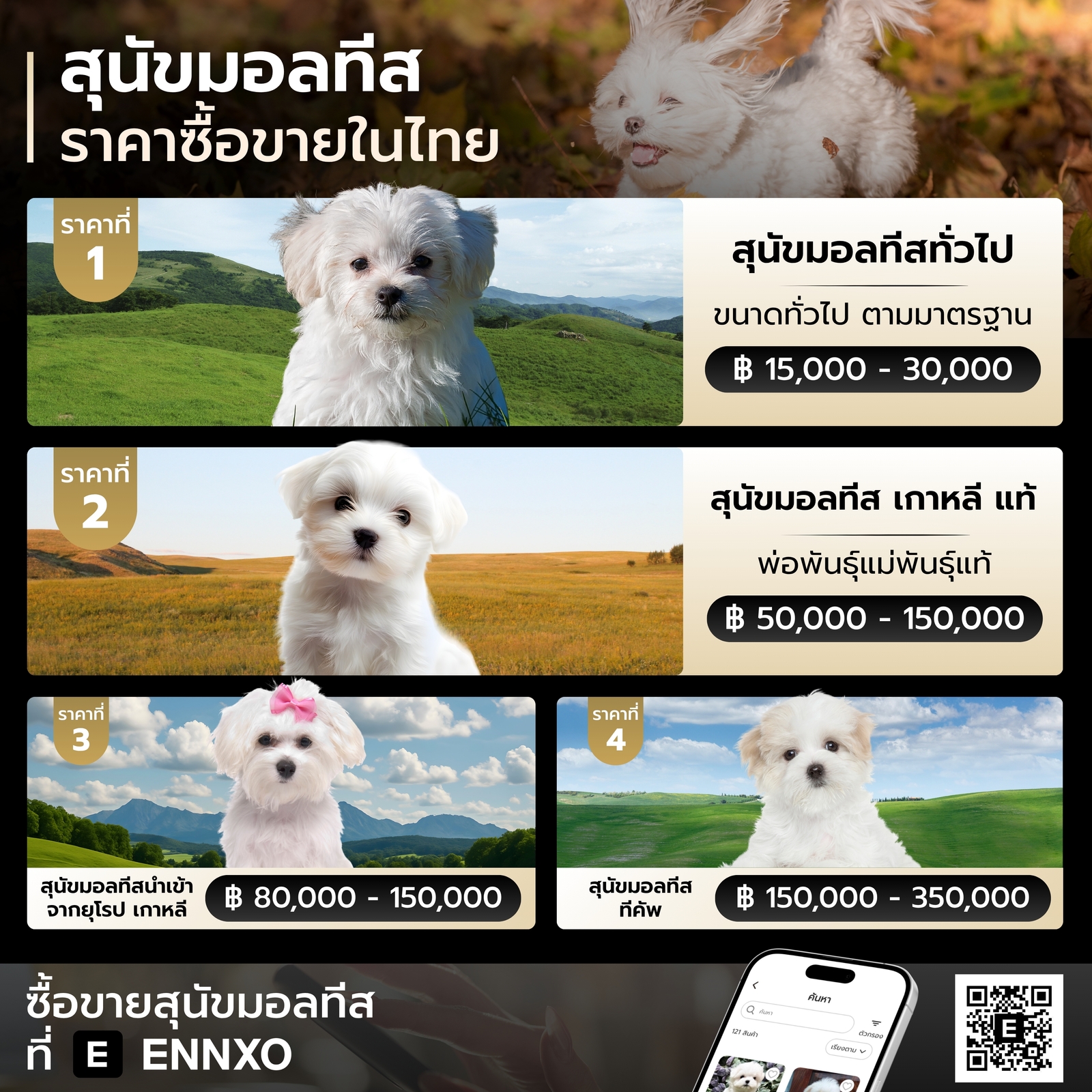 สุนัขมอลทีส ราคาซื้อขายเท่าไหร่