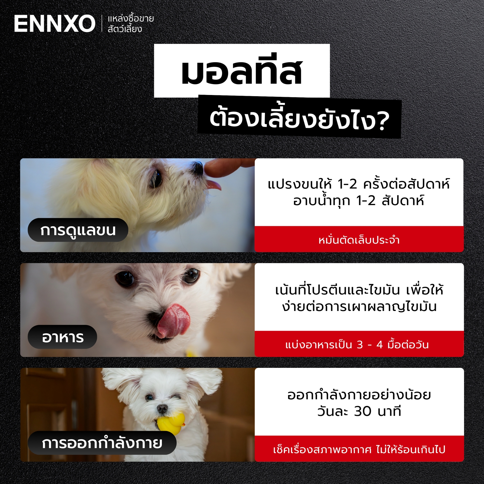 วิธีการเลี้ยงสุนัขมอลทีส