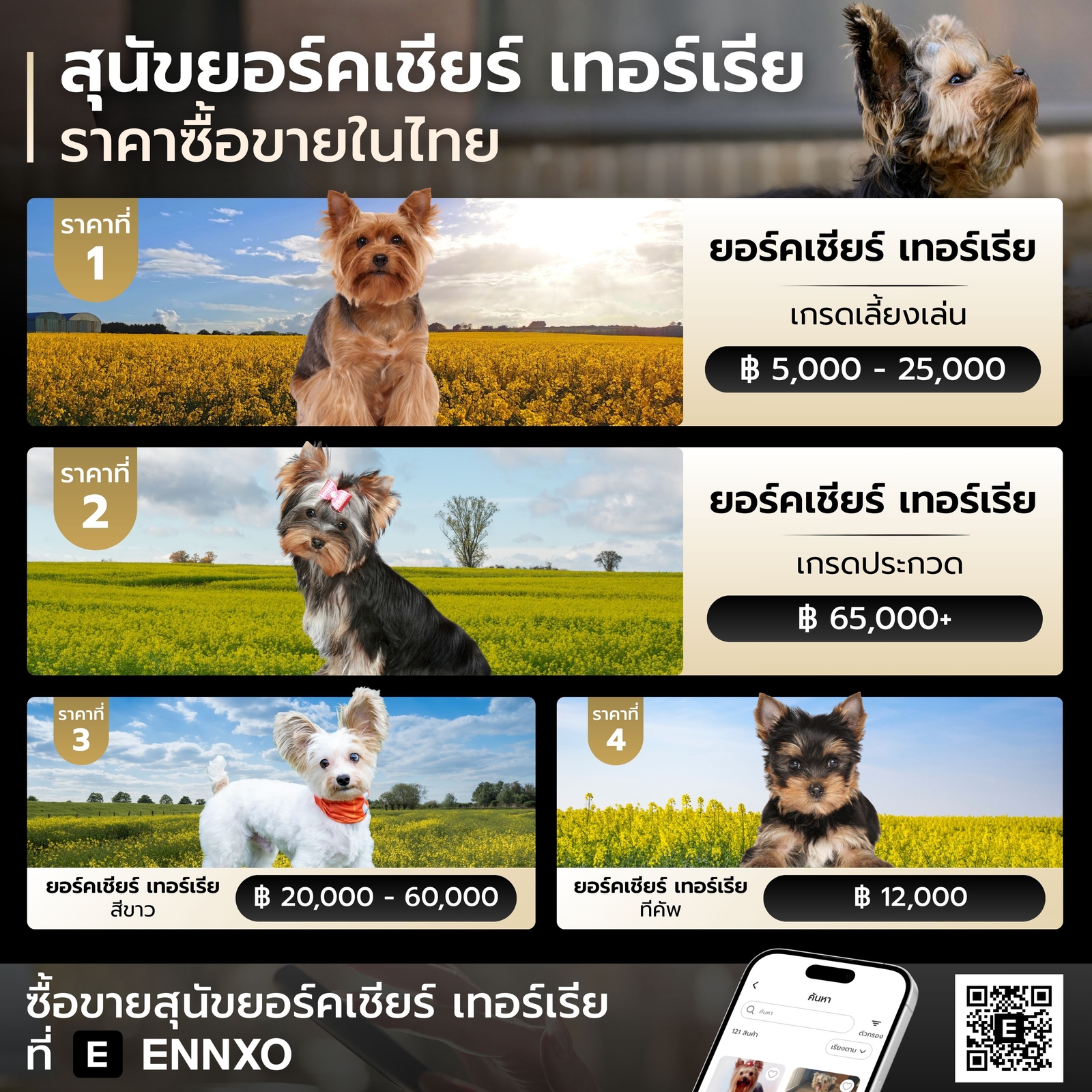 สุนัขยอร์คเชียร์ เทอร์เรีย ราคาเท่าไหร่