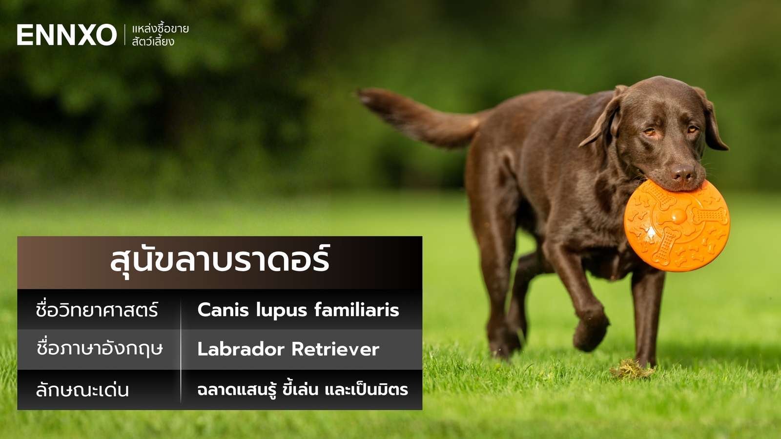 ชื่อวิทยาศาสตร์และอังกฤษของสุนัขลาบราดอร์