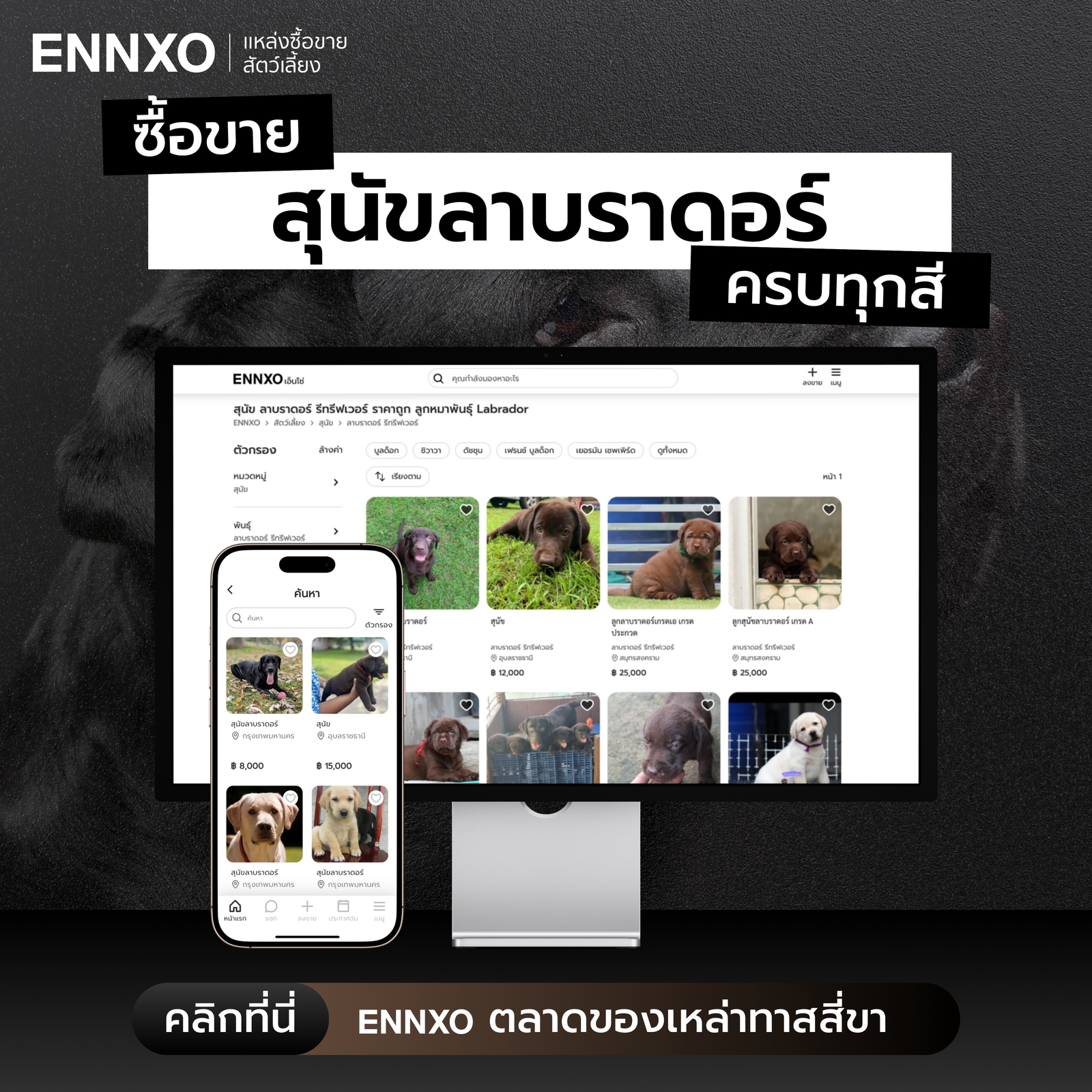 ตลาดซื้อขายสุนัขลาบราดอร์ ทุกแบบที่เอ็นโซ่