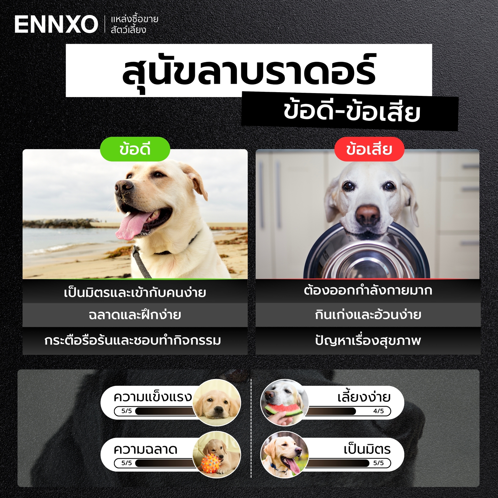 ข้อดี ข้อเสียของสุนัขลาบราดอร์