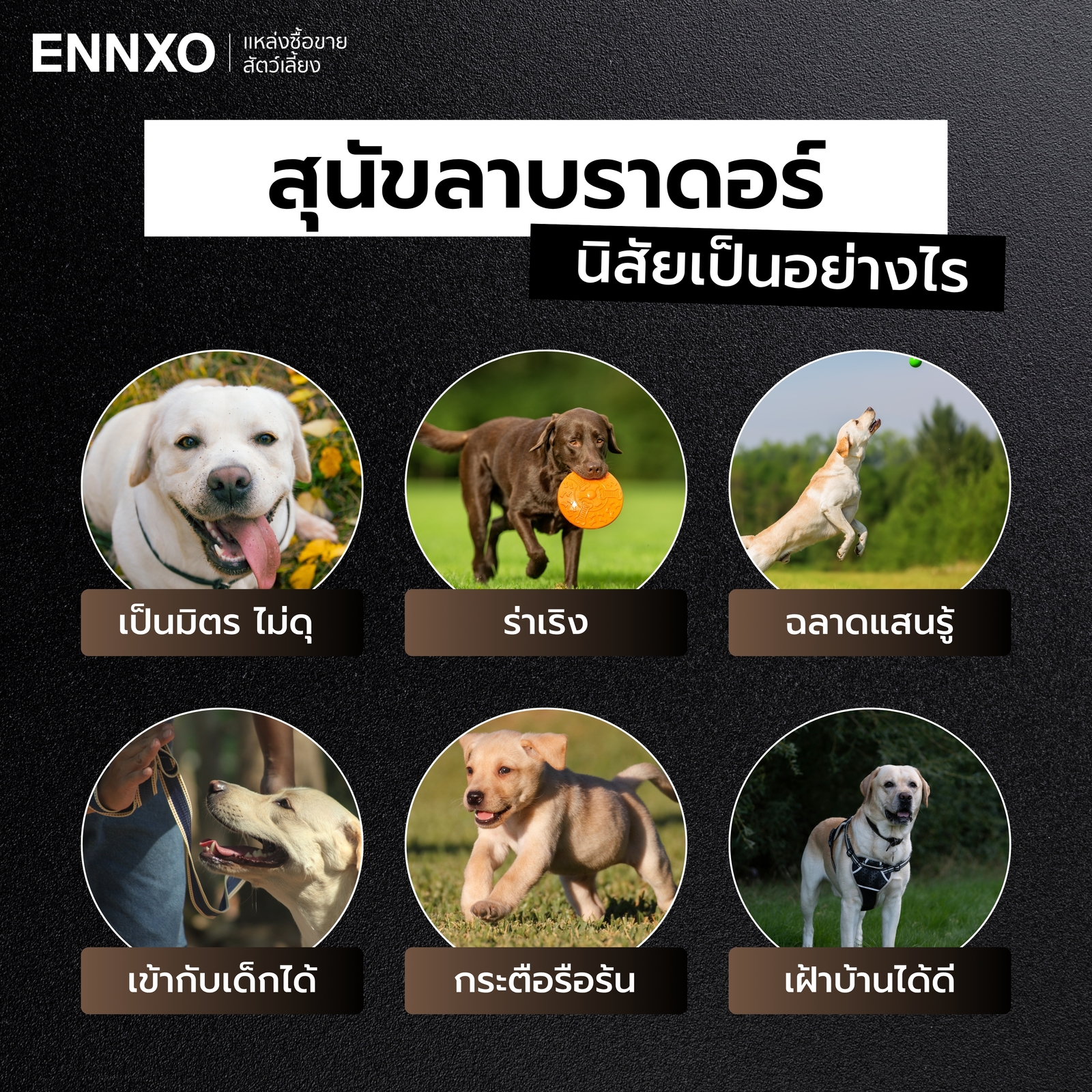 นิสัยของสุนัขลาบราดอร์ ดื้อไหม