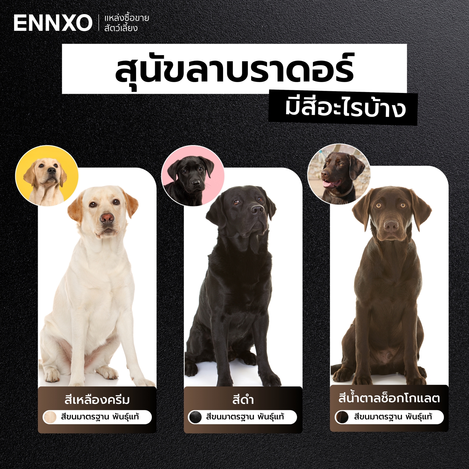 สีของสุนัขลาบราดอร์