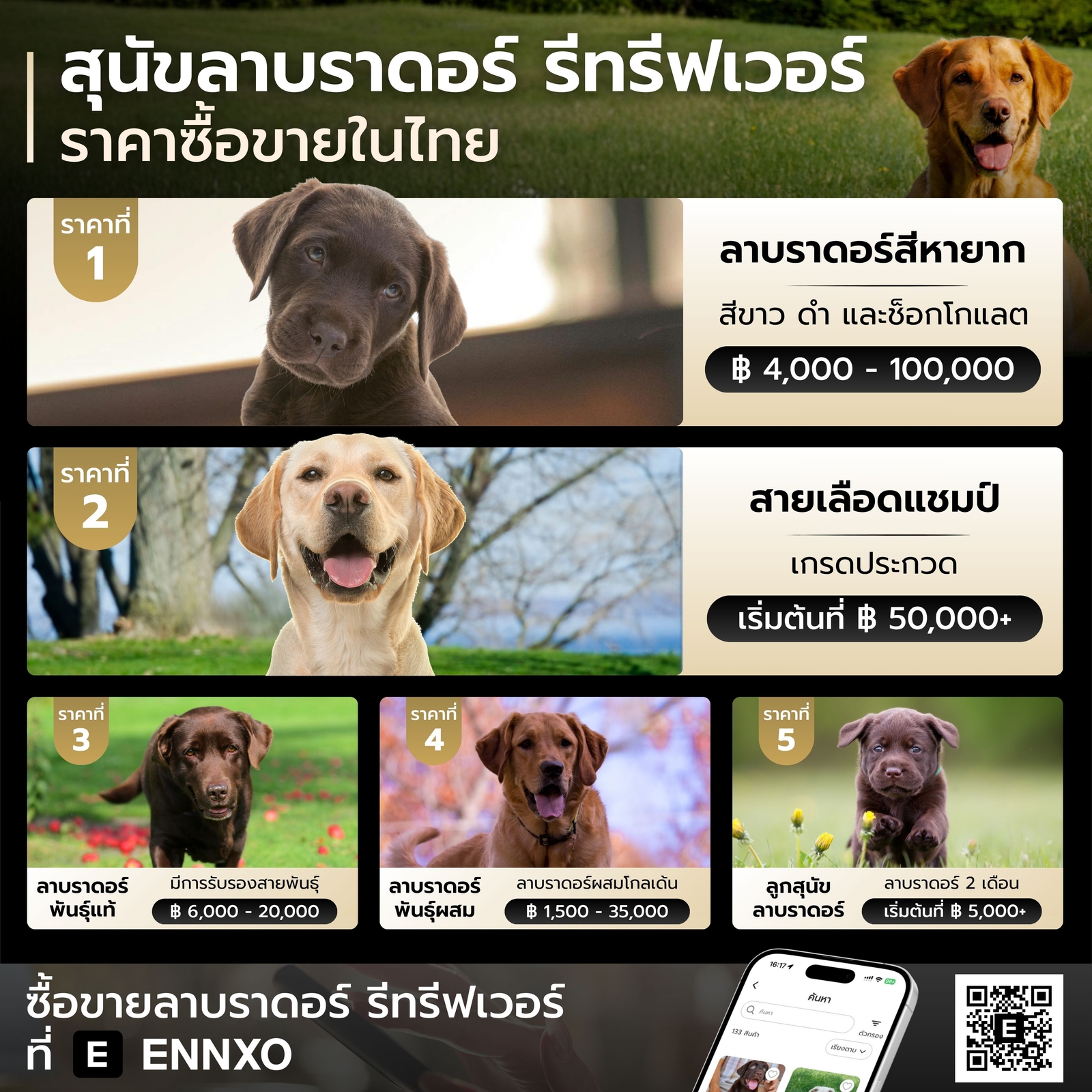 สุนัขลาบราดอร์-รีทรีฟเวอร์-ราคาเท่าไหร่