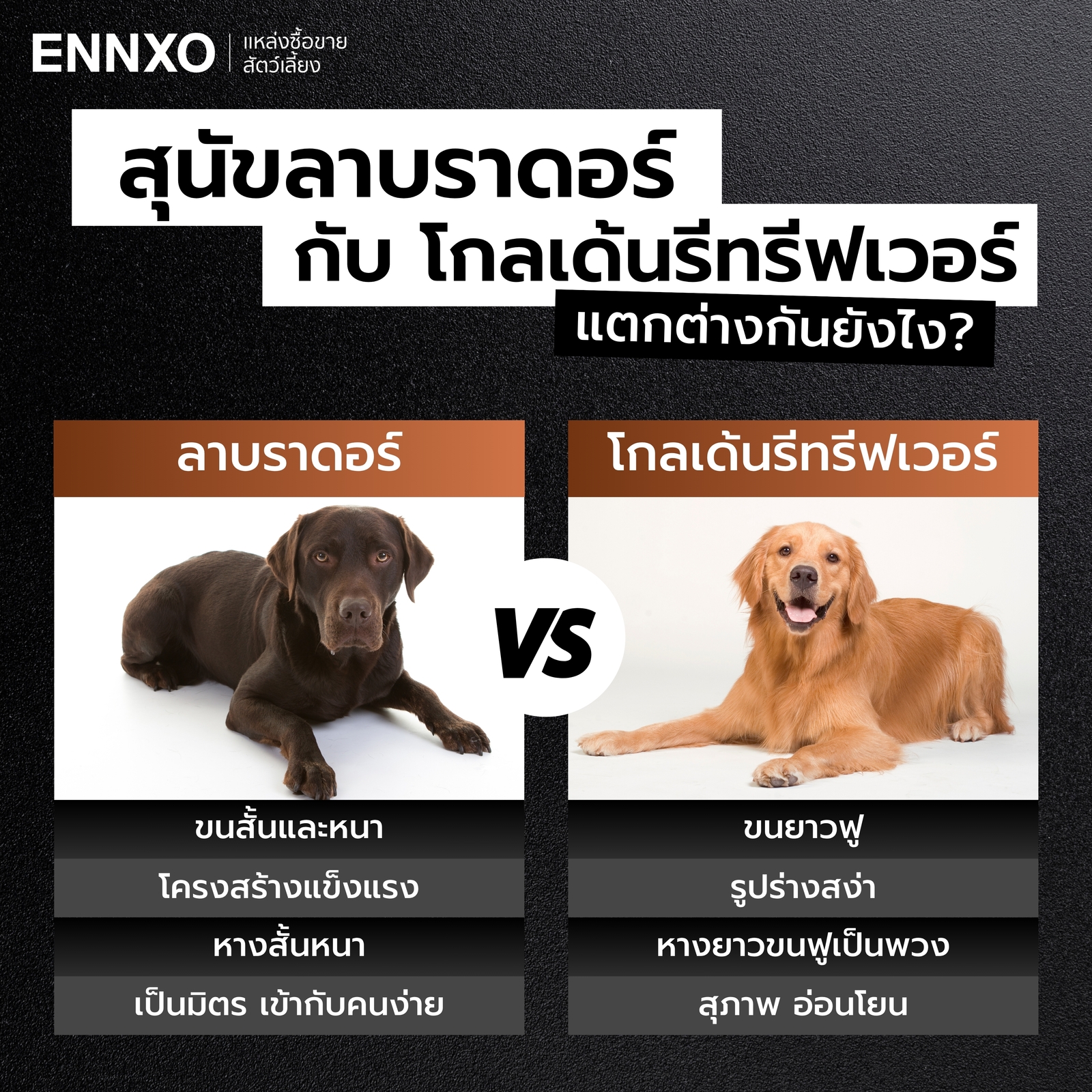 ความแตกต่างของสุนัขลาบราดอร์กับโกลเด้น ต่างตรงไหนบ้าง