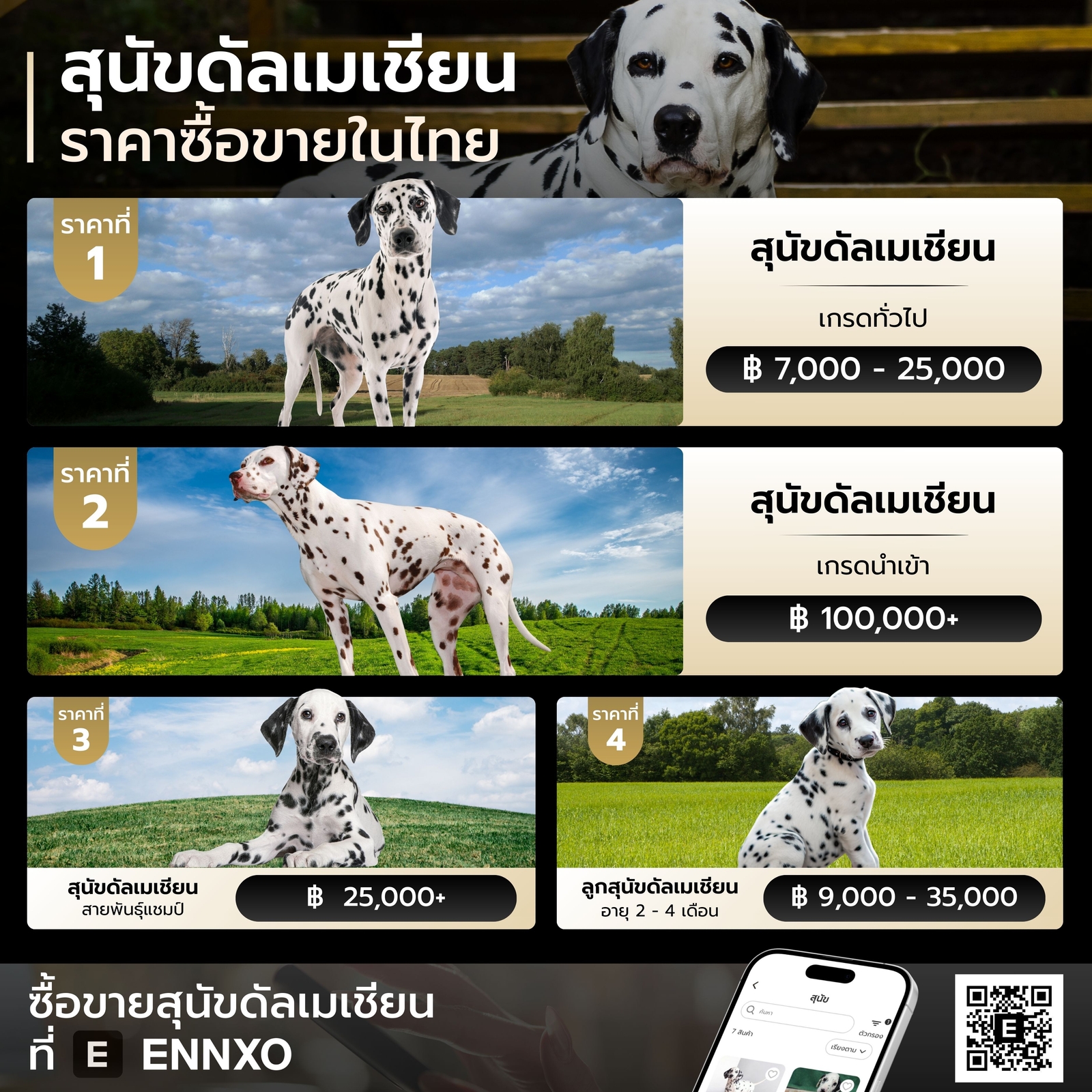 สุนัขลายจุด-หมาดัลเมเชียน-ราคา