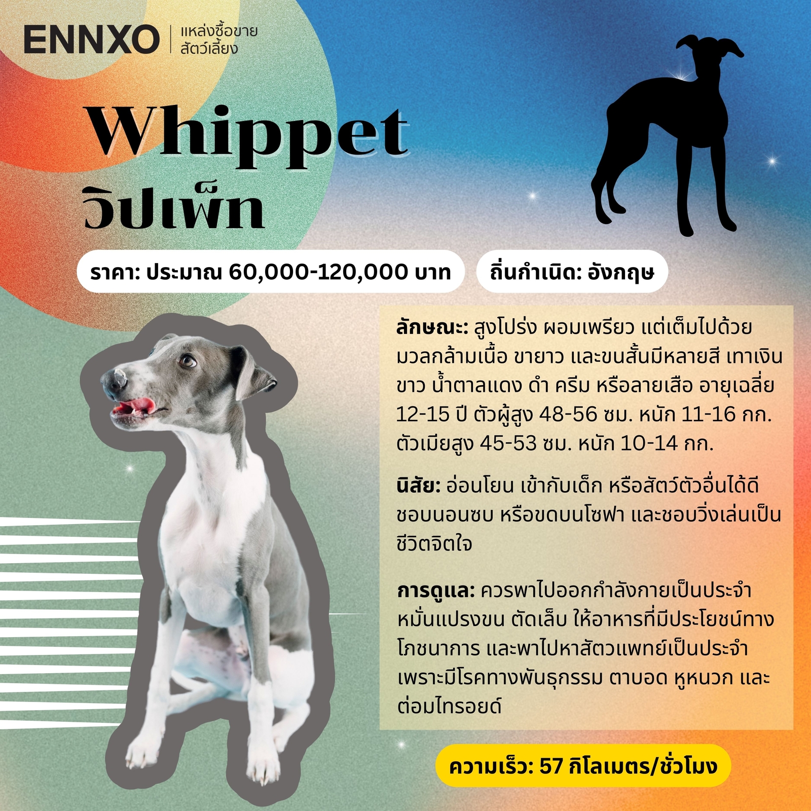 Whippet ราคา