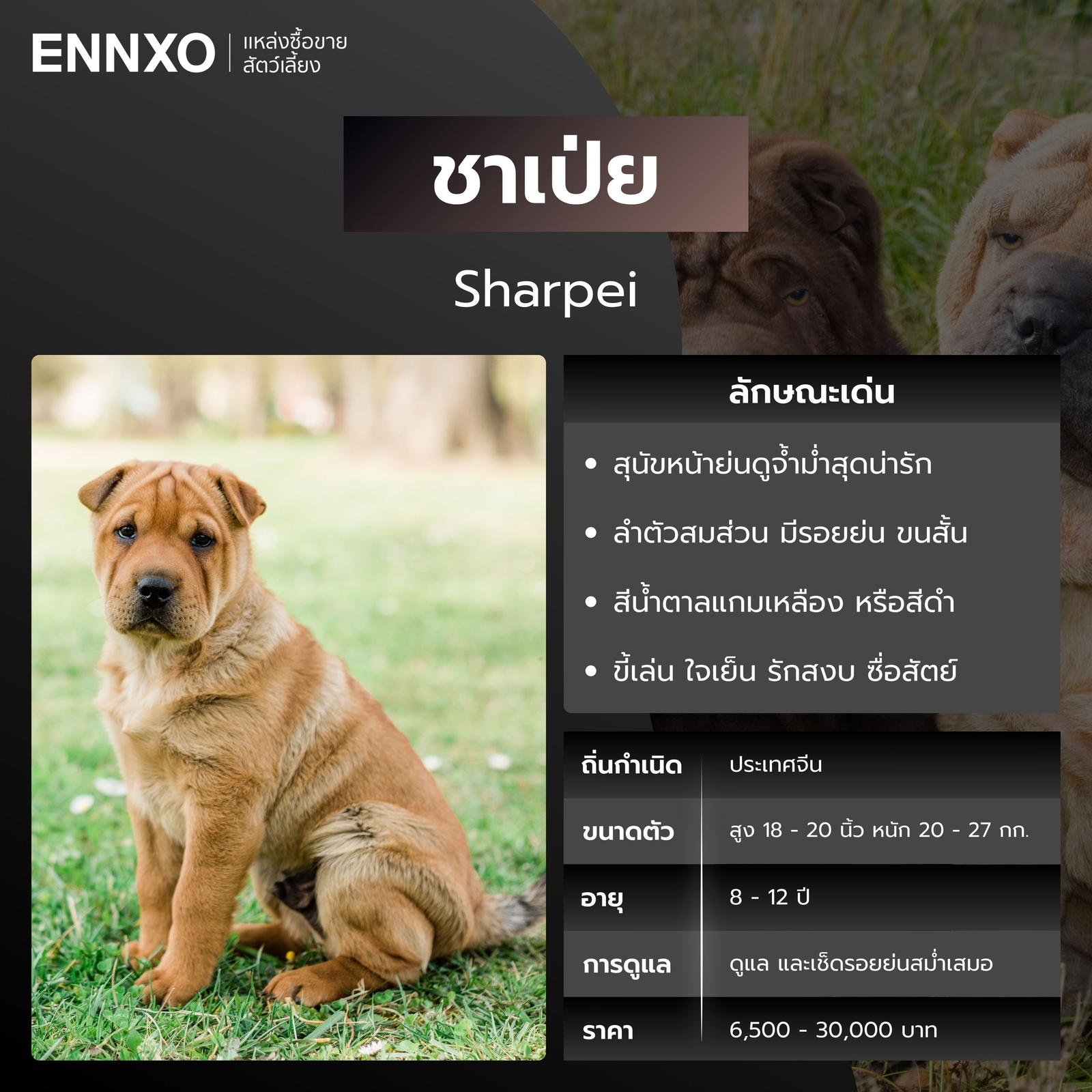 ชาเป่ย หมาหน้าย่น