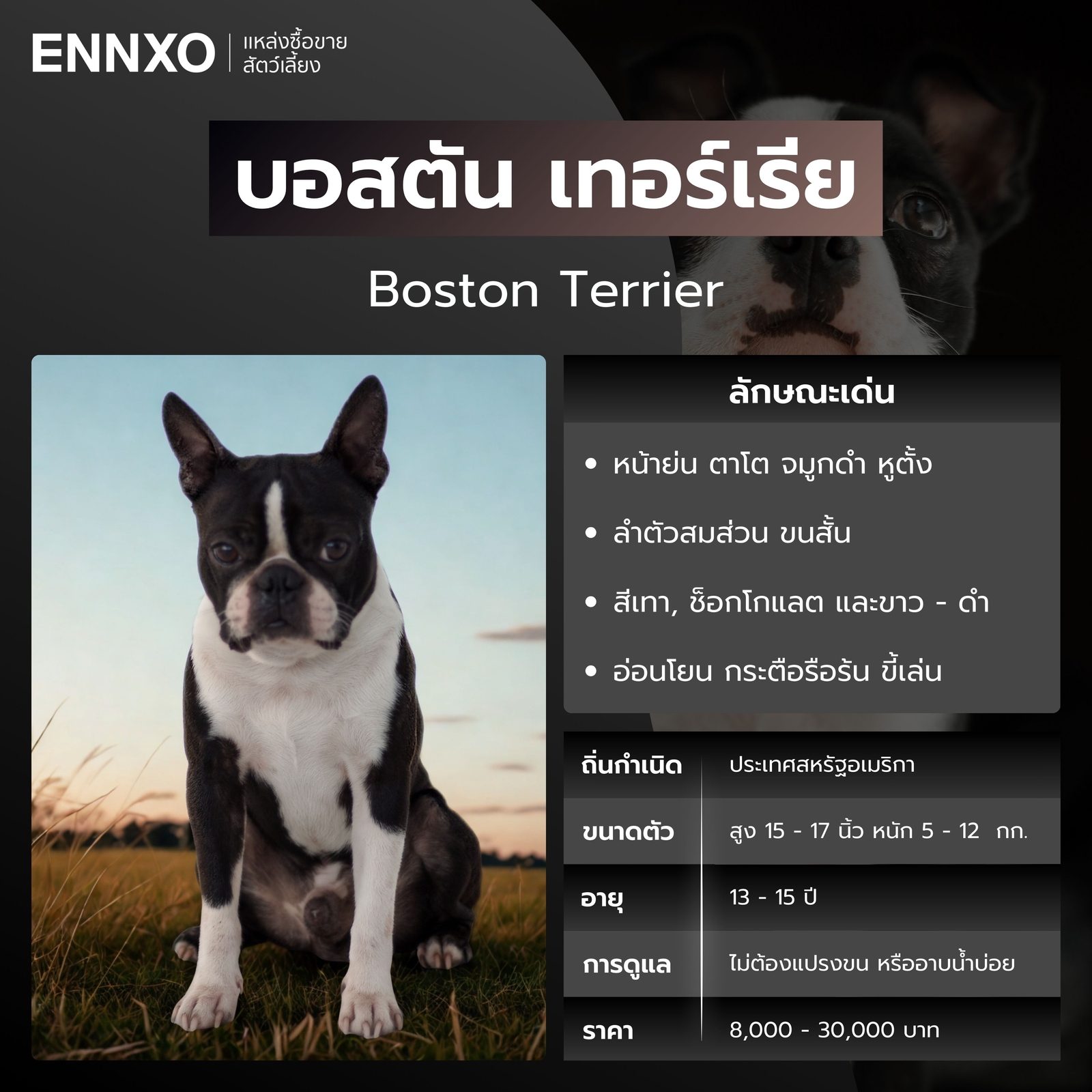 บอสตัน เทอร์เรีย หมาหน้าย่น