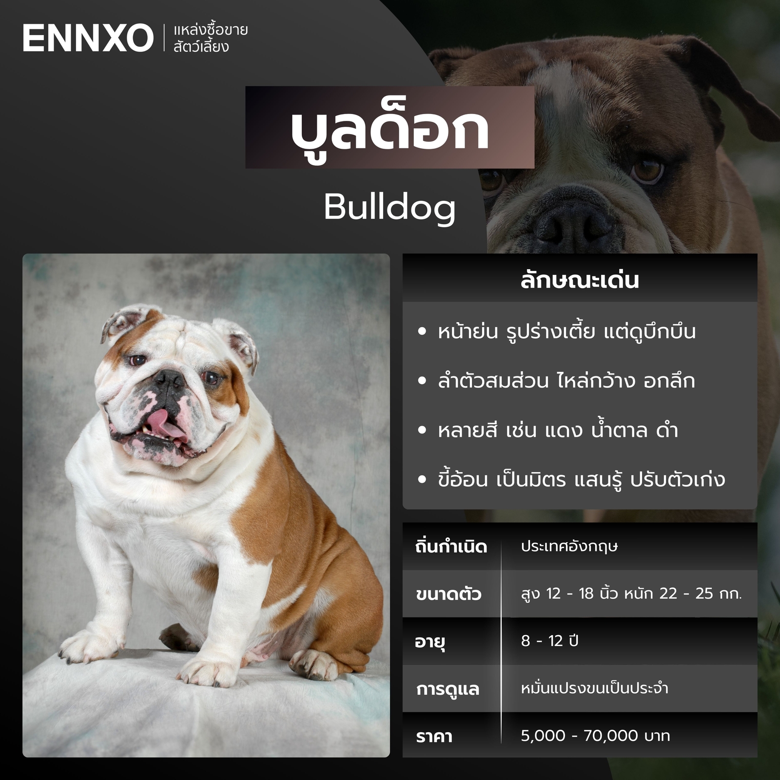 บูลด็อก หมาหน้าย่น