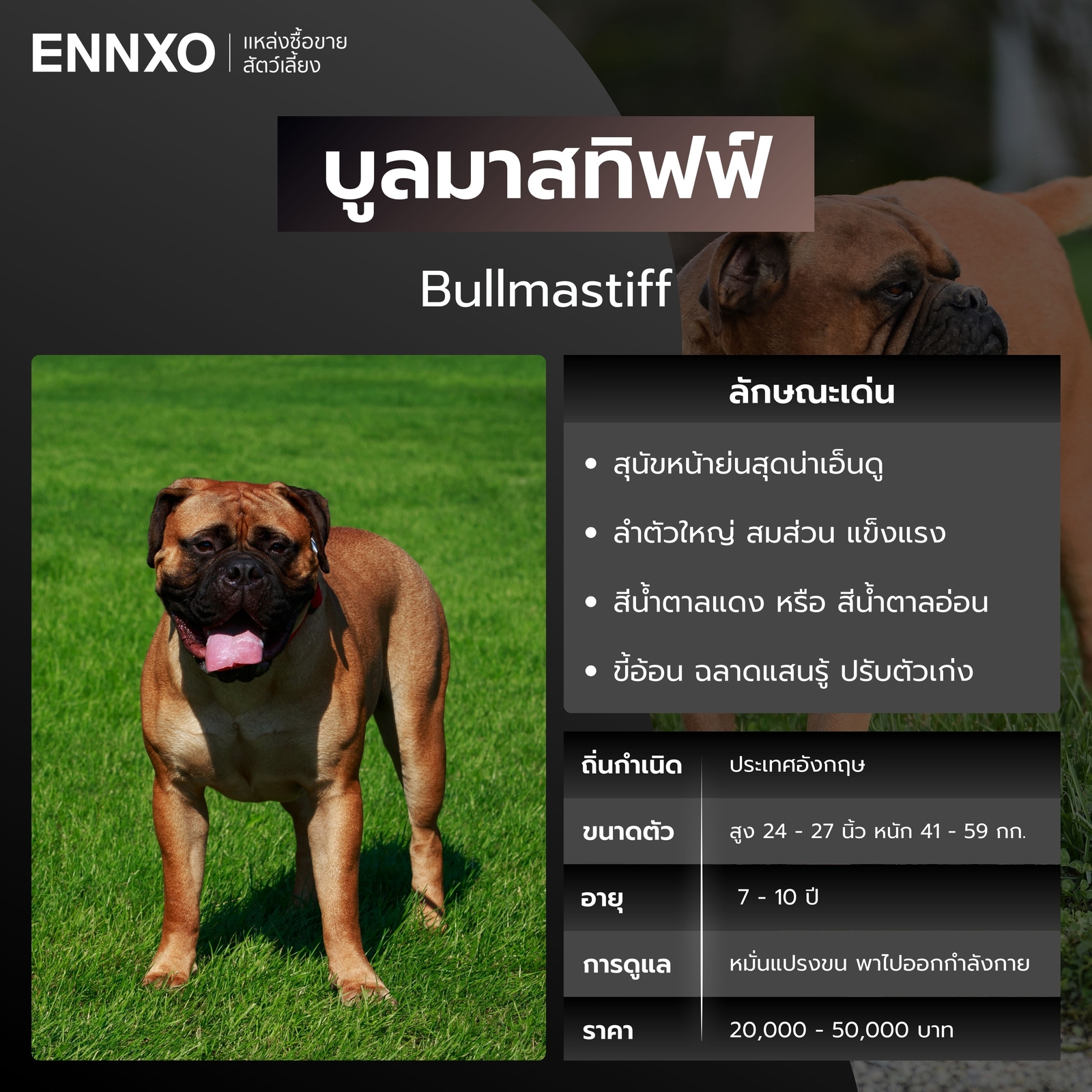 บูลมาสทิฟฟ์ หมาหน้าย่น