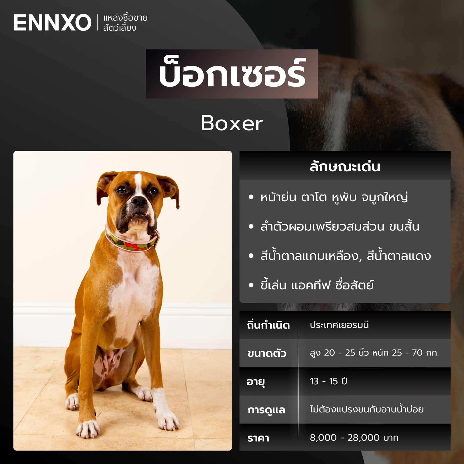 บ็อกเซอร์ หมาหน้าย่น