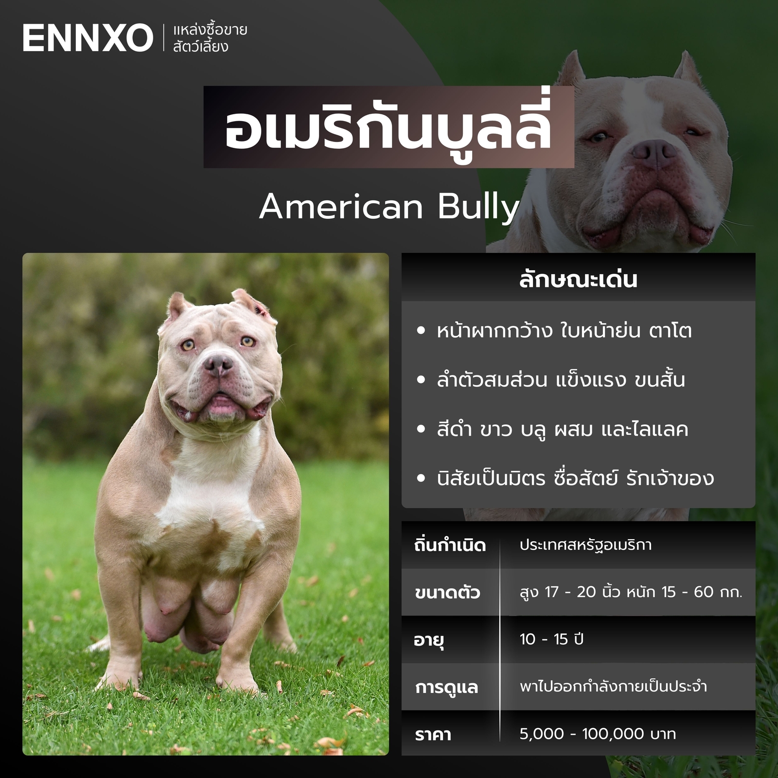 อเมริกันบูลลี่ หมาหน้าย่น