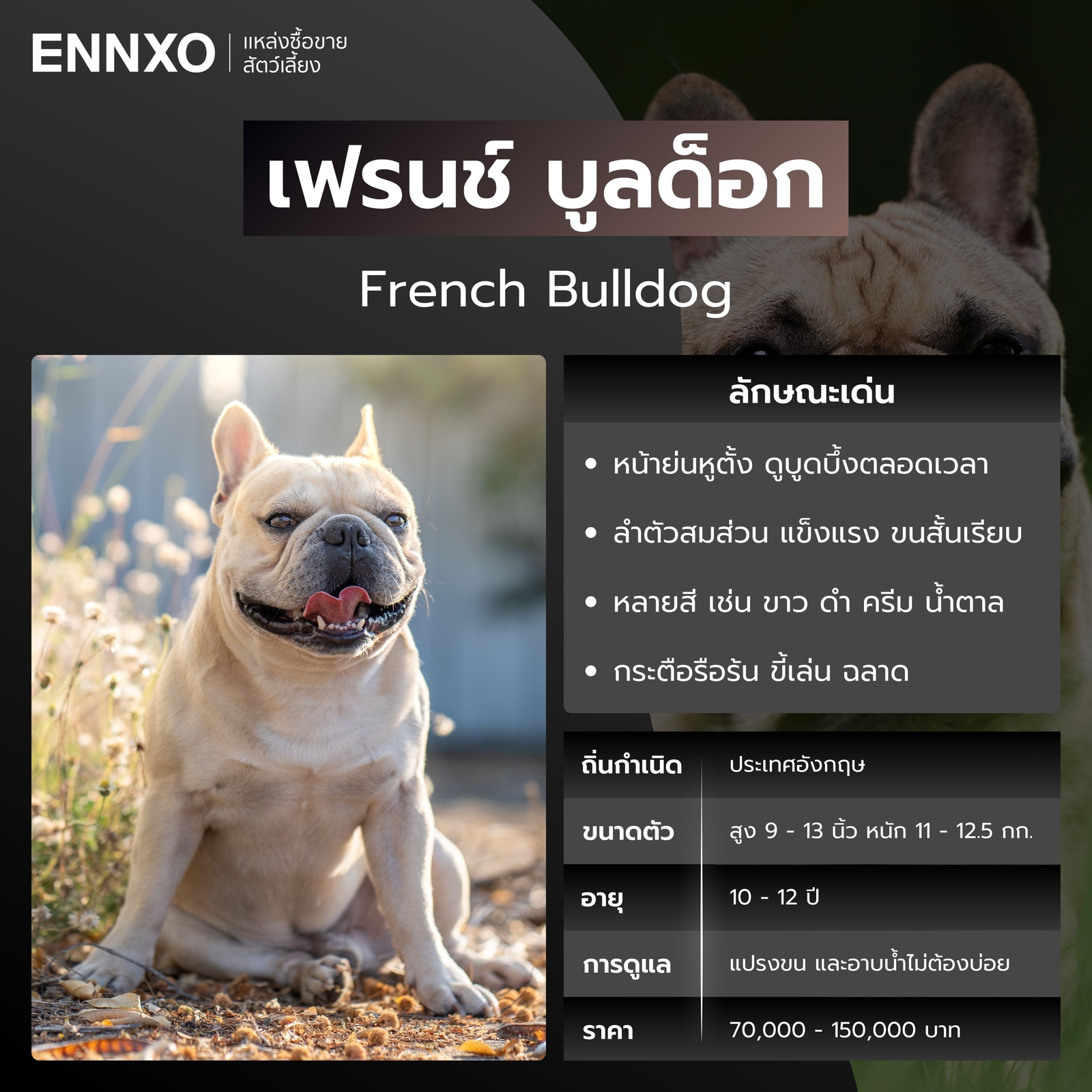 เฟรนช์ บูลด็อก หมาหน้าย่น