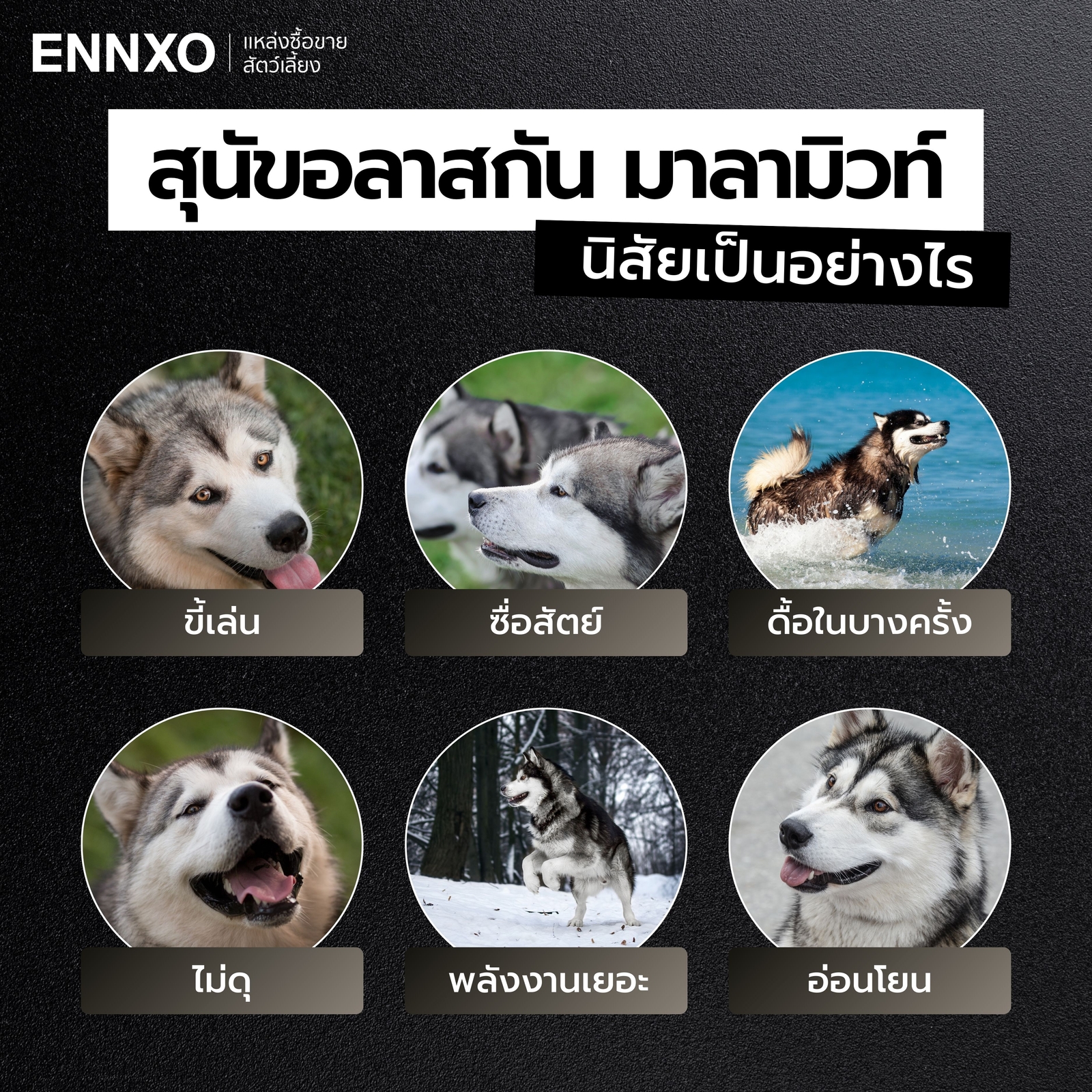 สุนัขอลาสกัน มาลามิวท์ นิสัยอย่างไร